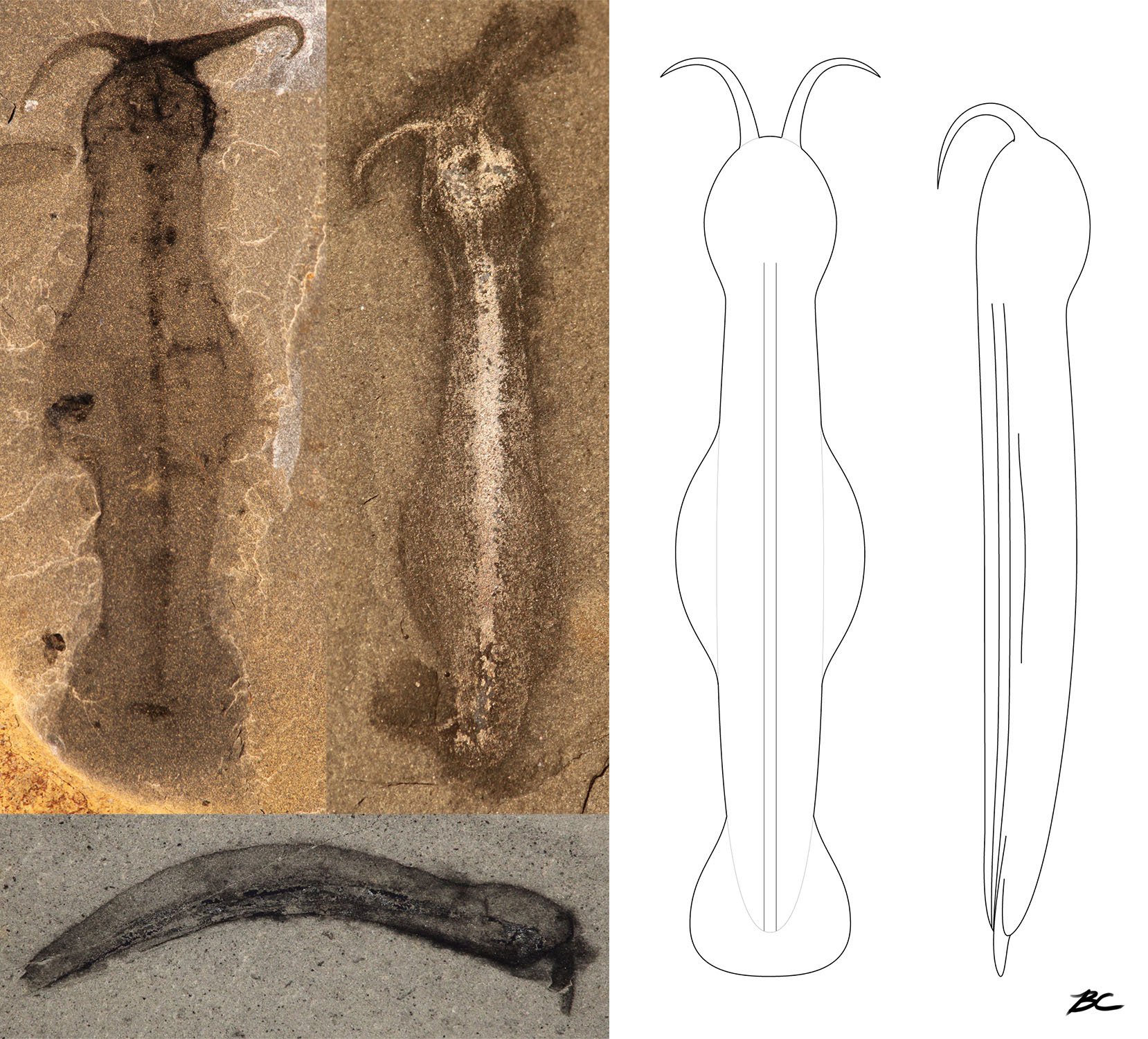 Fossil specimens of Amiskwia sagittiformis from dorsal, ventral, and lateral views, and line drawings from studying these fossils.