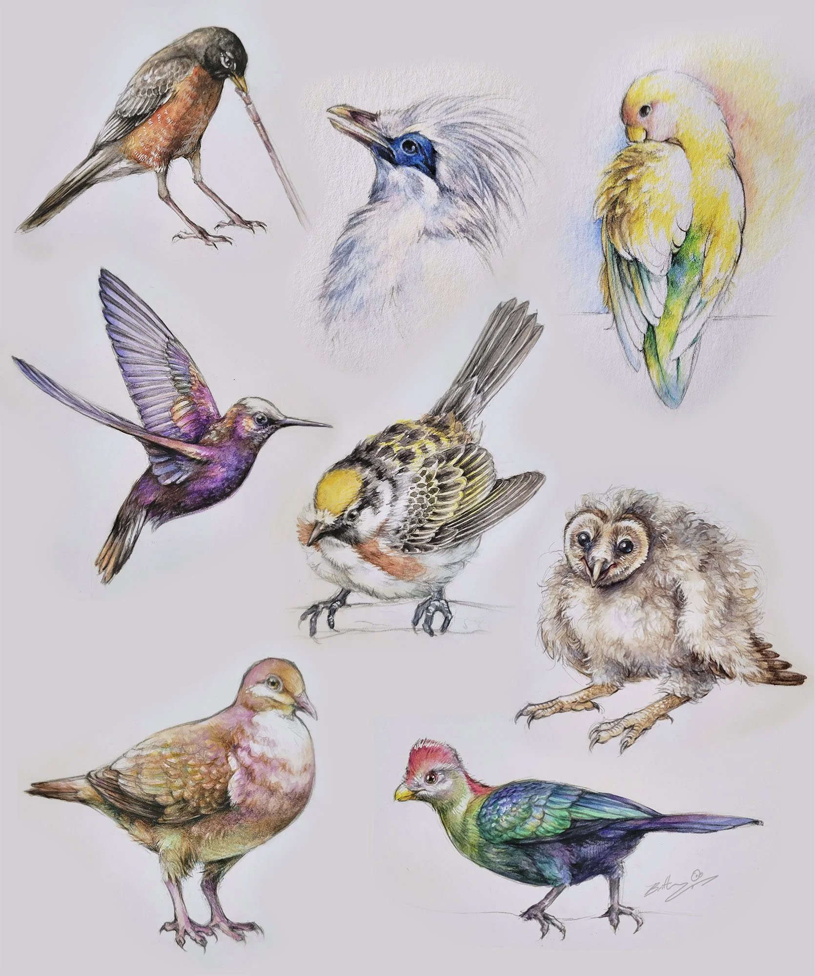Drawings of various birds, done in watercolour and colour pencil. Birds include the American robin, Bali myna, peach-faced lovebird, snowcap hummingbird, chestnut-sided warbler, baby barn owl, ruddy quail dove, and red-crested turaco.