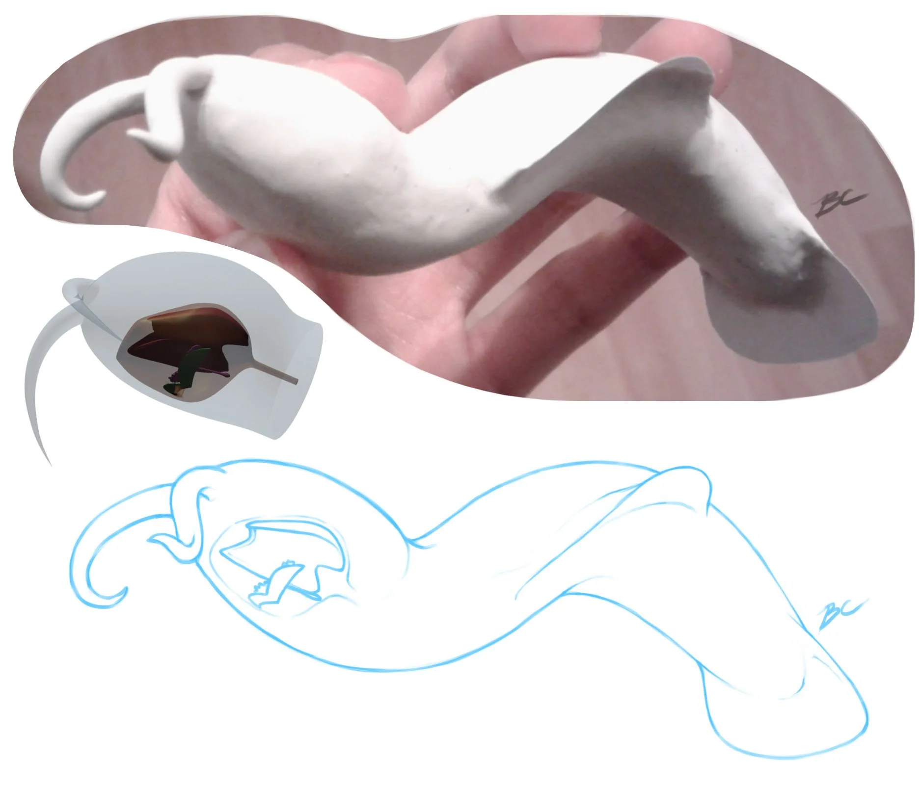 A clay model of Amiskwia sagittiformis, a 3D model of its complex internal jaw apparatus, and a digital line drawing from these models.