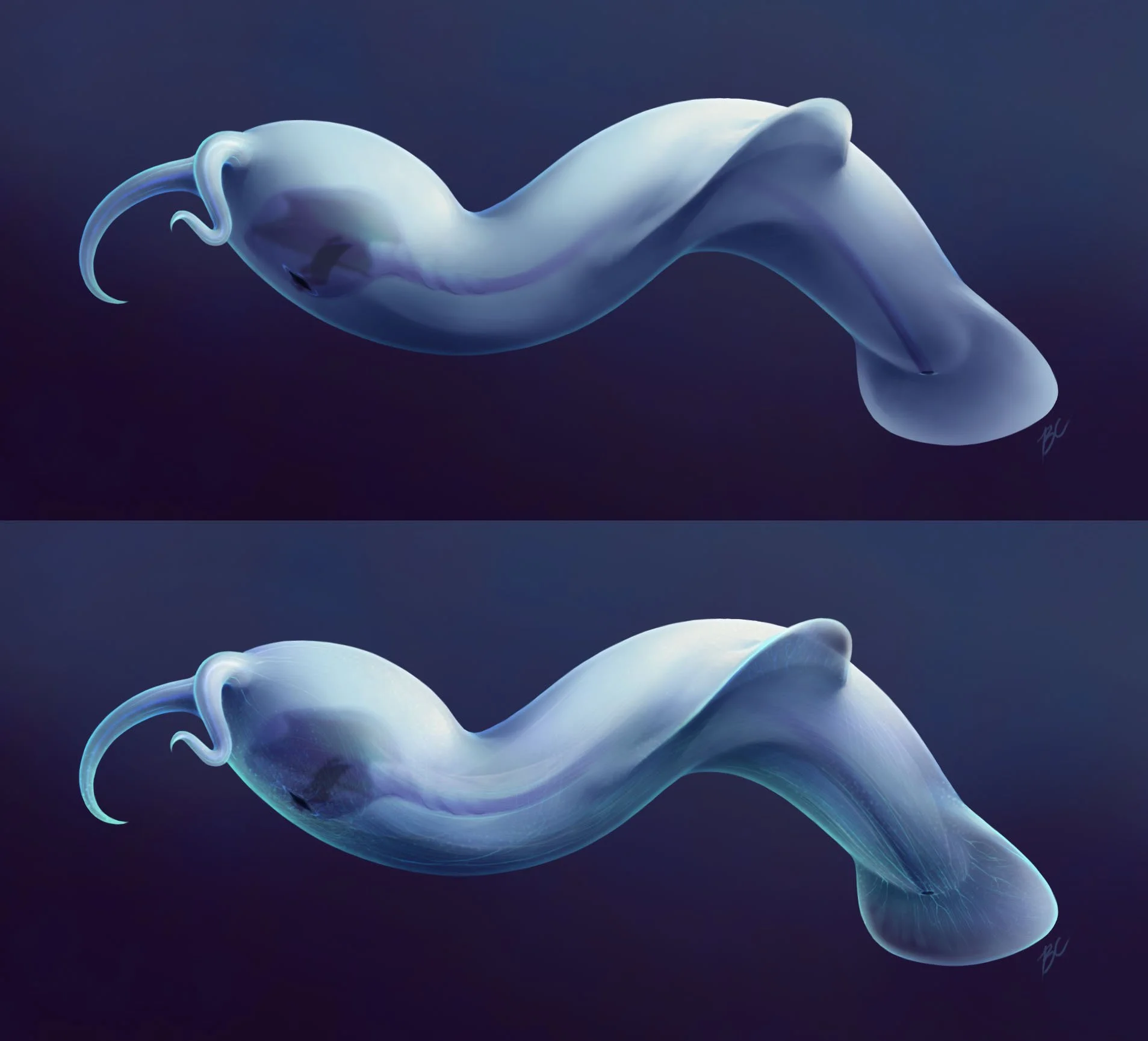 Digital painting process of Amiskwia sagittiformis, using translucency to show the internal organs and how thin the fins were.