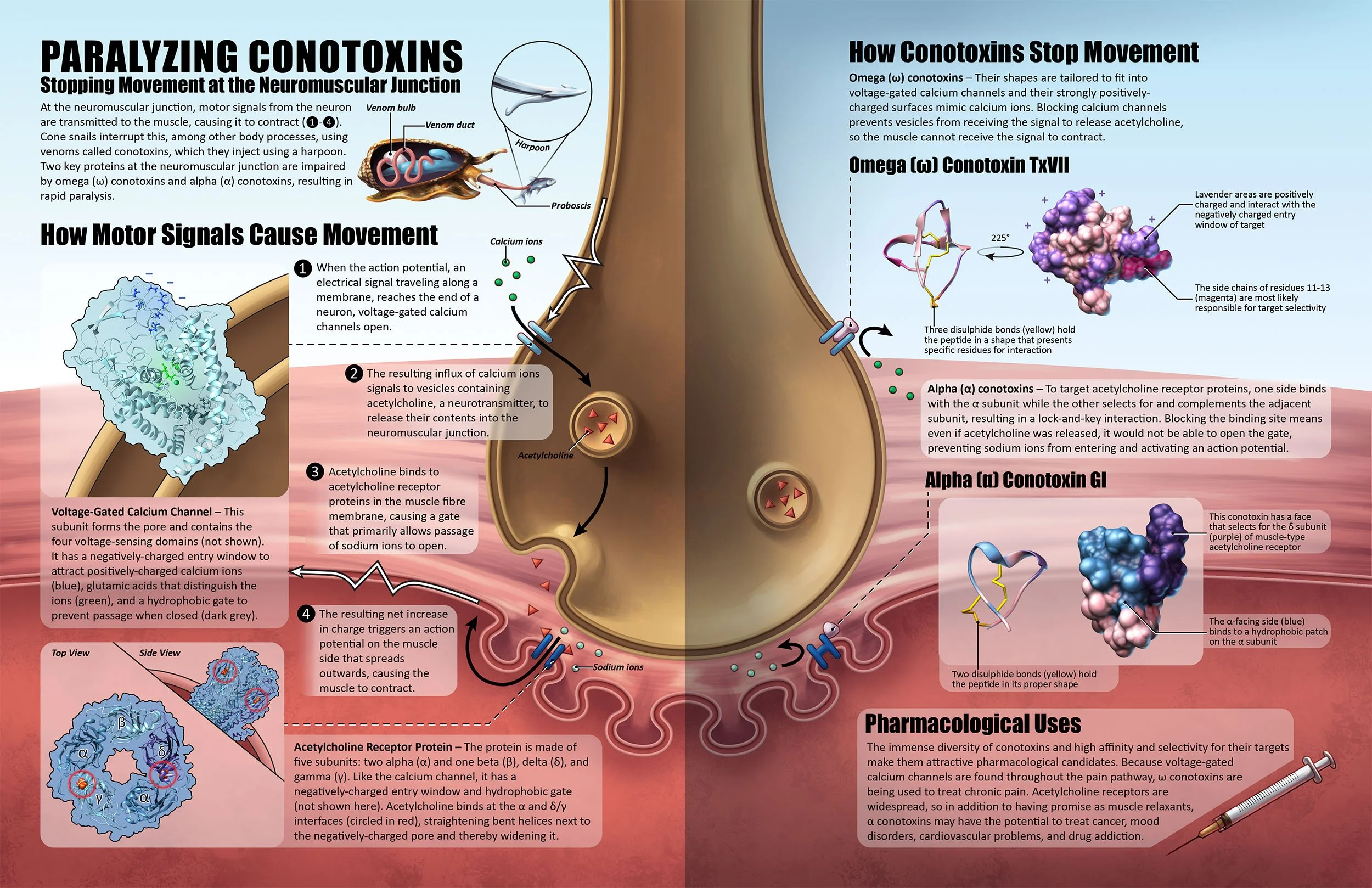 Scientific infographic on how neurons signal to muscles to cause movement, and how cone snail conotoxin structure causes muscle paralysis by binding to membrane channel proteins, blocking neurotransmitter signals at the neuromuscular junction.