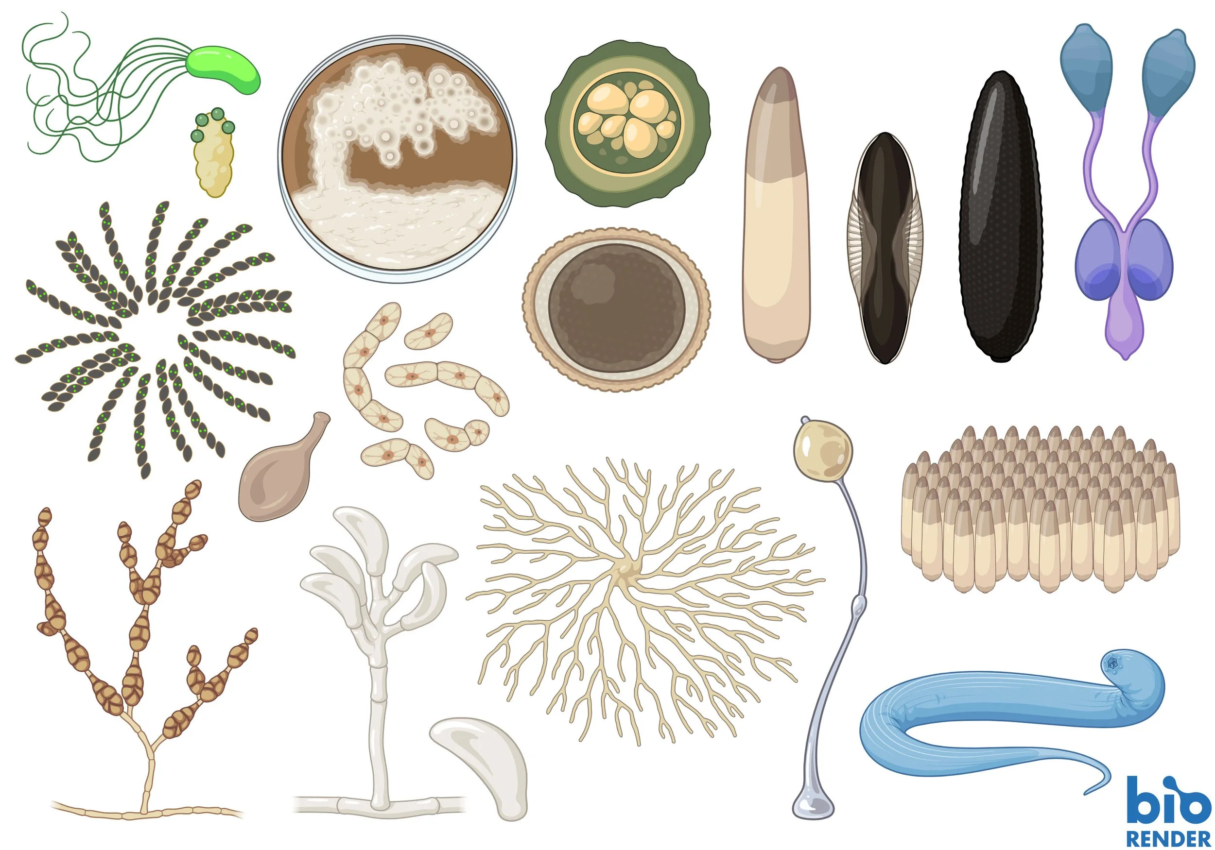Vector illustrations for BioRender. Pseudomonas fluorescens (bacteria), bile acid, Streptomyces albidoflavus, Azotobacter vinelandii, mosquito egg (Culex, Anopheles, and Aedes), Anopheles reproductive system (male), Neurospora crassa, Mycoplasma geni
