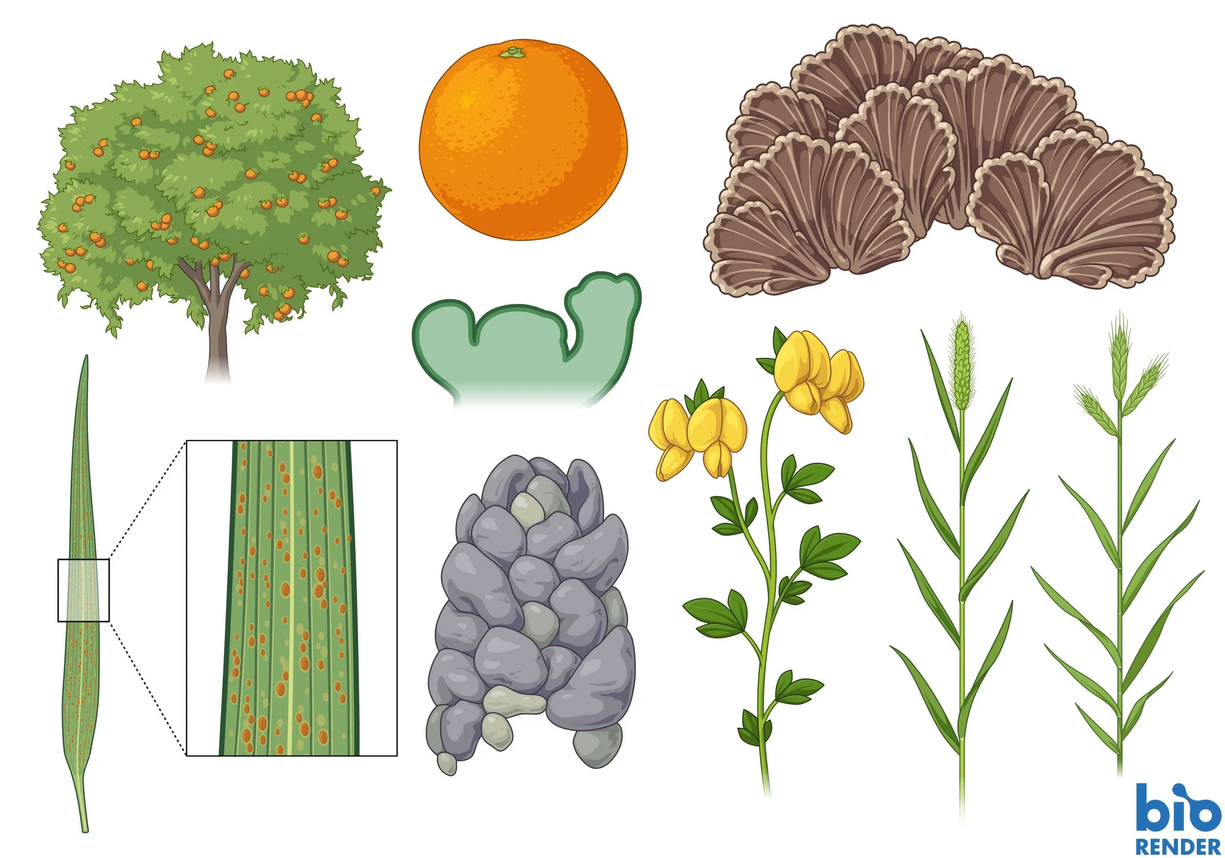 Vector illustrations for BioRender. Orange tree, orange, Schizophyllum commune, Arabidopsis inflorescence meristem, leaf (with rust), corn smut, Lotus japonicus, Setaria viridis, Brachypodium distachyon
