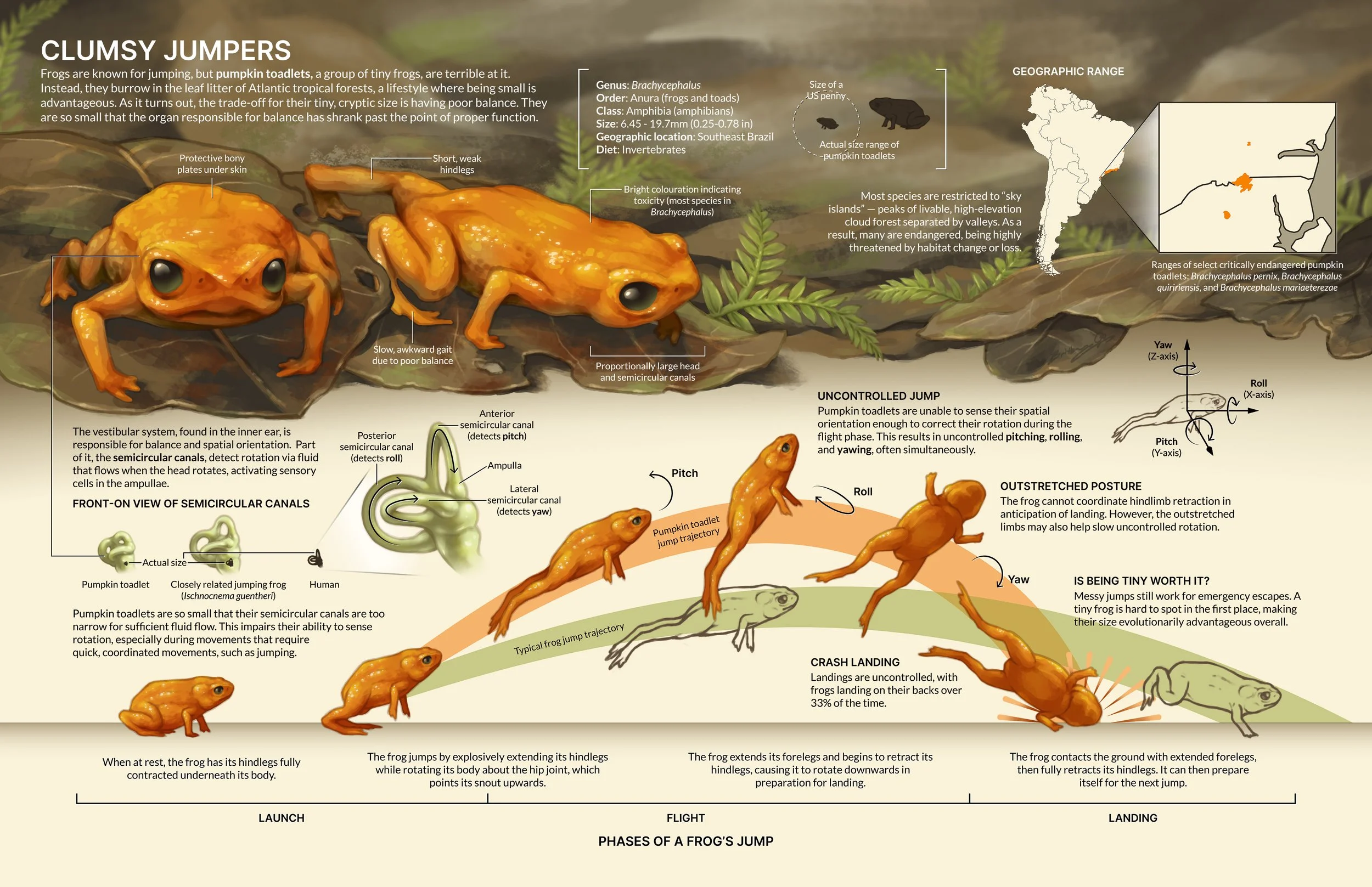 Scientific infographic on the pumpkin toadlet, genus Brachycephalus, and how miniaturization has shrank their semicircular canals so much that they struggle to orient themselves while jumping.