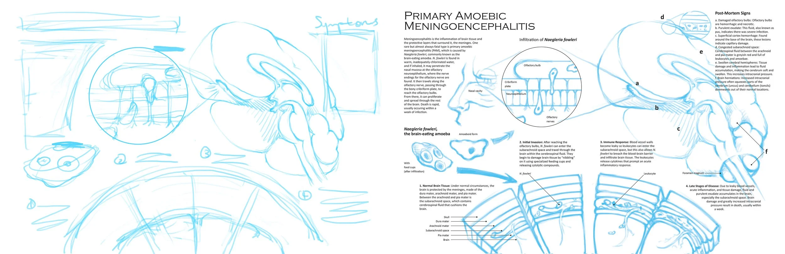 Sketch showing how the elements were laid out on the infographic. Then, informational text was added, and the sketches were refined and moved around to accommodate the text.