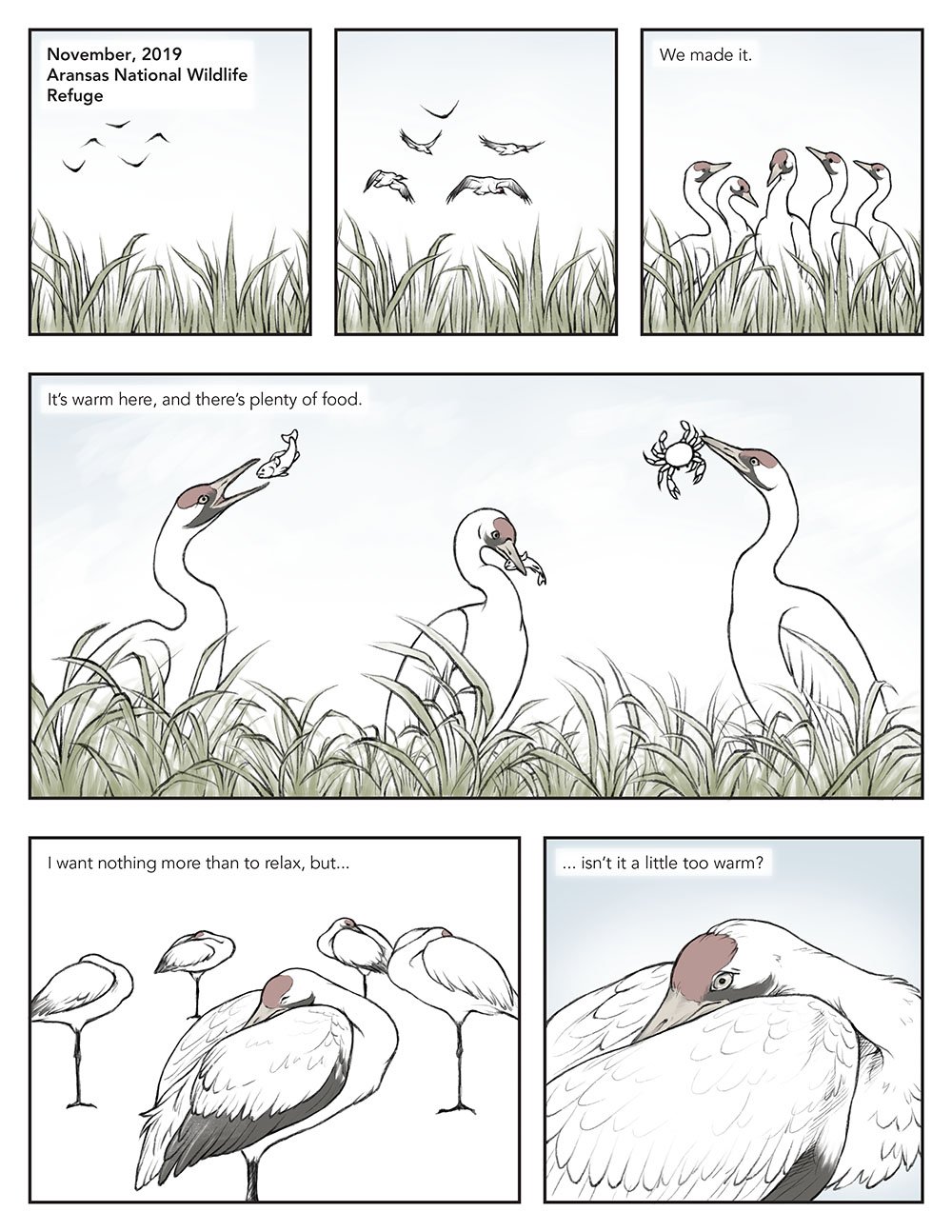 Scientific comic that portrays migration from a whooping crane's perspective. On this page, the cranes arrive in their wintering grounds in Aransas National WIldlife Refuge.