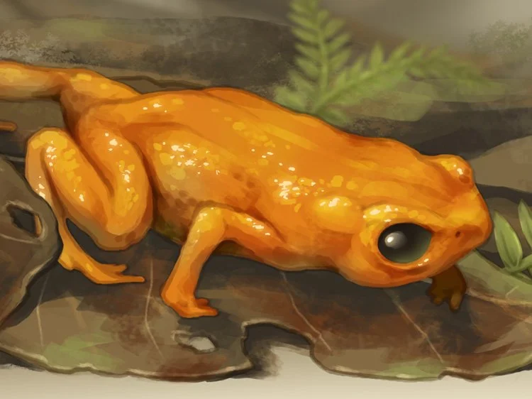 Pumpkin Toadlet Infographic