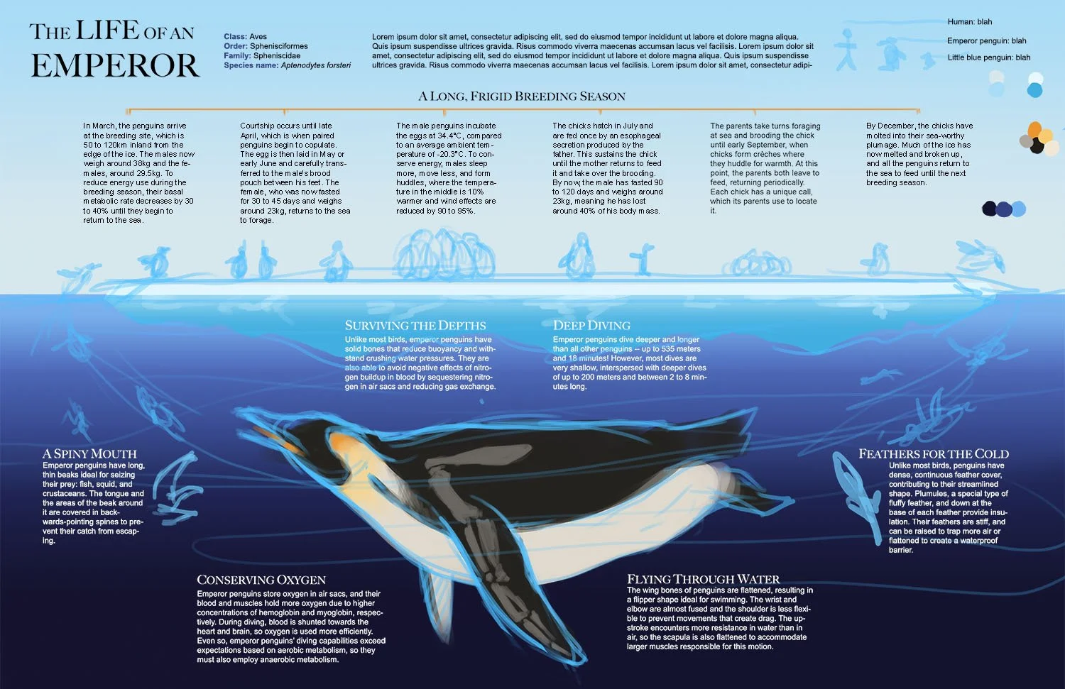 Process image of the emperor penguin infographic showing the necessary text laid out, then sketches of the graphics to fit.