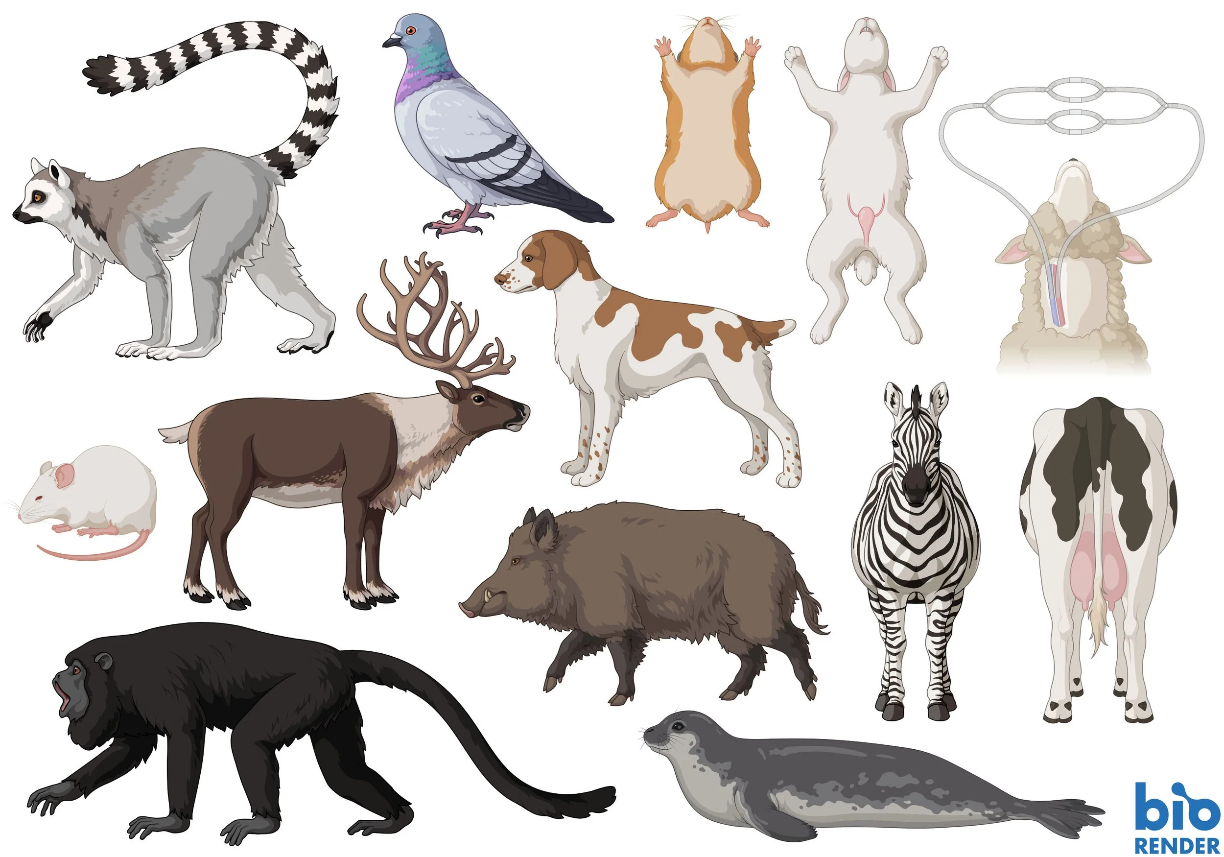 Vector illustrations for BioRender. Ring-tailed lemur, rock pigeon, hamster (supine), rabbit (supine), sheep (head, supine, with arteriovenous shunt), mouse (torpor), reindeer, Brittany dog, Yucatan black howler monkey, wild boar, zebra (anterior), c