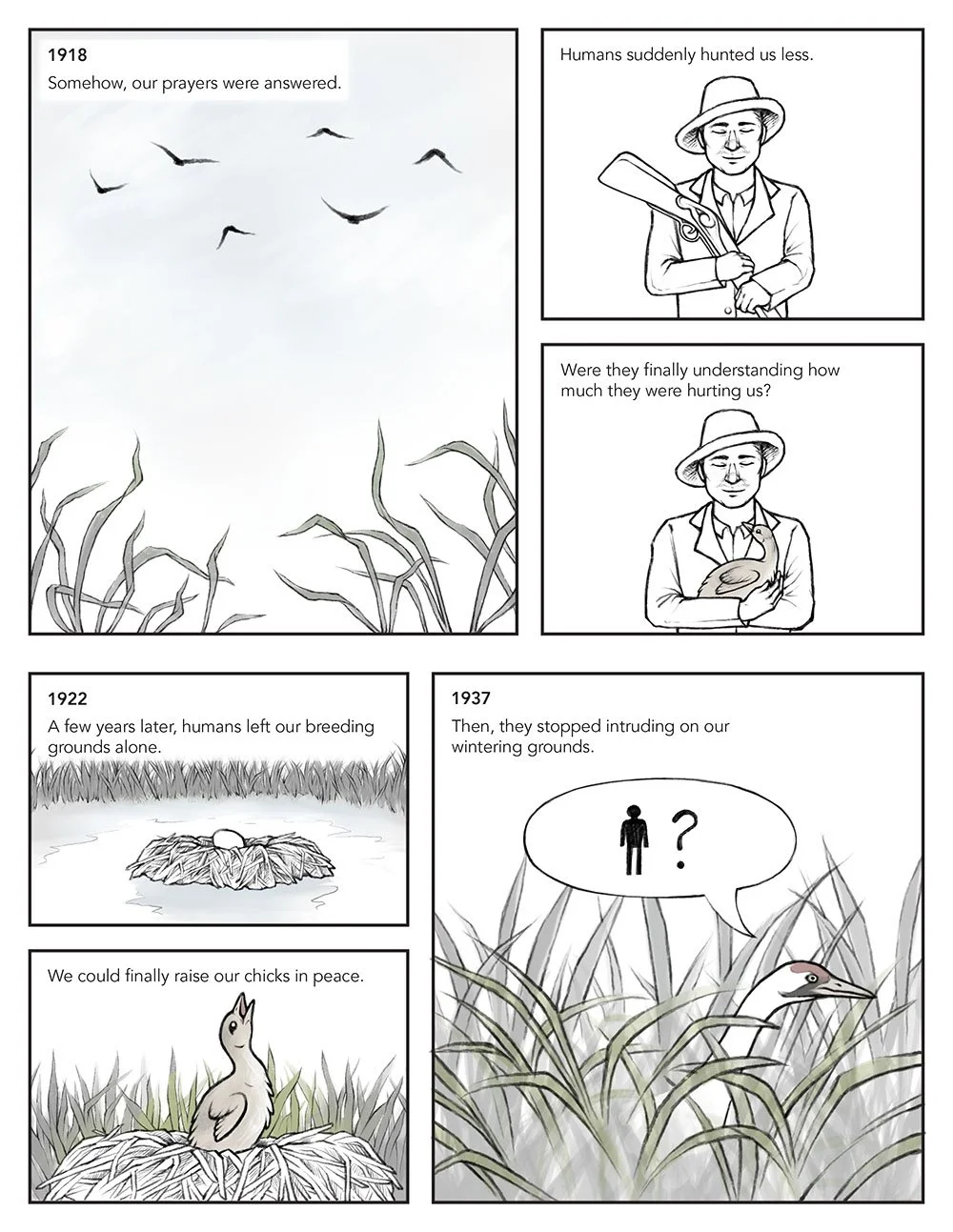 Scientific comic that portrays migration from a whooping crane's perspective. This page describes the history of their conservation status after protections were passed.