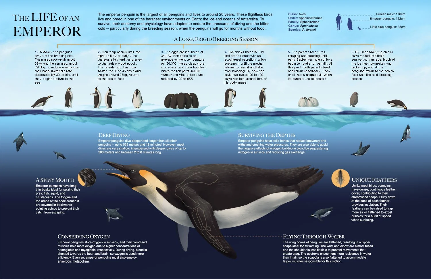 Process image of the emperor penguin infographic. Graphics are shaded and rendered, paying attention to feather details on the large penguin and using colour, shading, and structures to separate the infographic into sections.