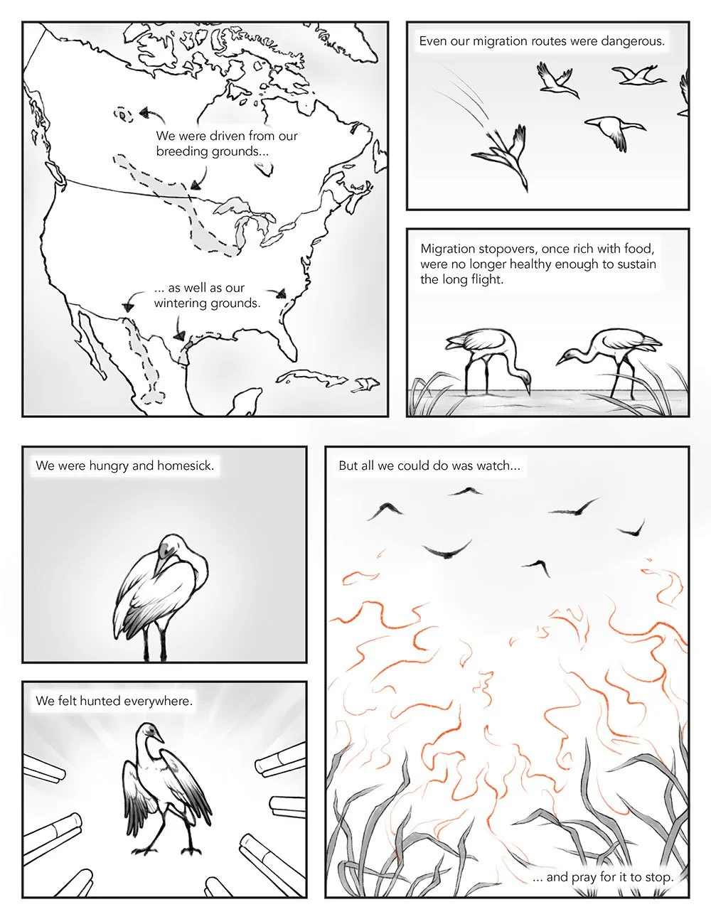 Scientific comic that portrays migration from a whooping crane's perspective. This page describes the history of the effects of humans on their habitat.