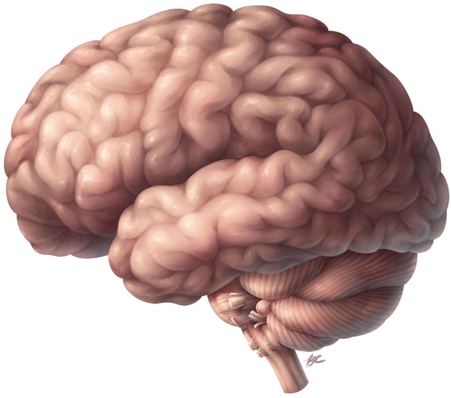 Scientific illustration of a lateral view of the human brain. This includes the cerebrum, cerebellum, midbrain, brainstem, and cranial nerves.