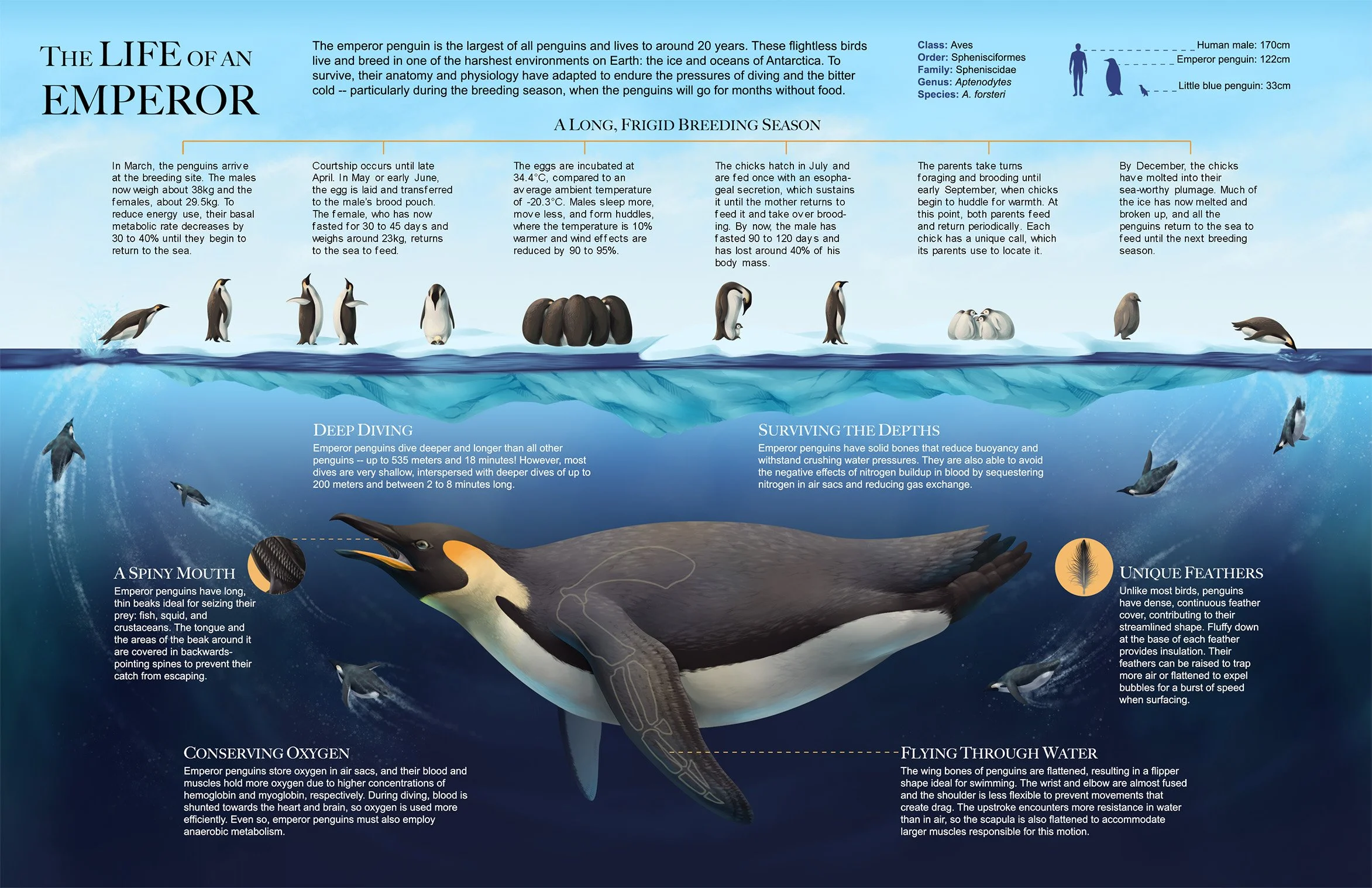 Scientific infographic on the emperor penguin, Aptenodytes forsteri, and the adaptations that allow them to swim, dive, survive, and breed in the cold, inhospitable environment of Antarctica.