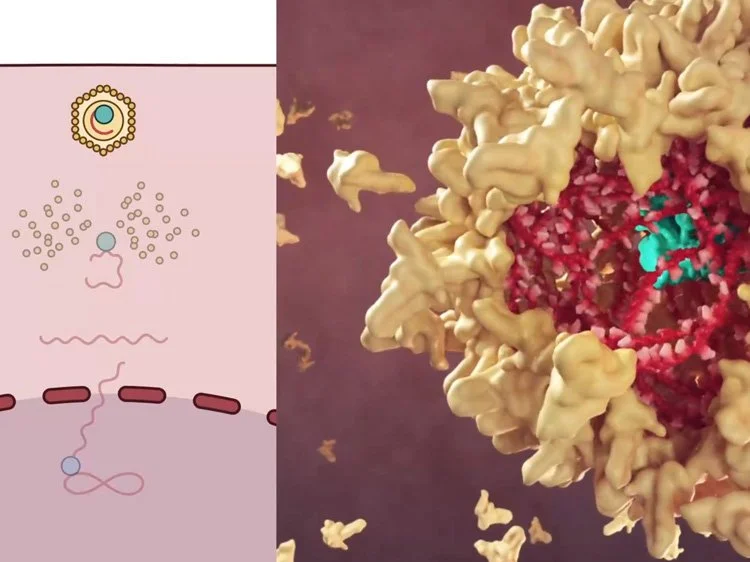 Antios Therapeutics: Hepatitis B Virus Therapy