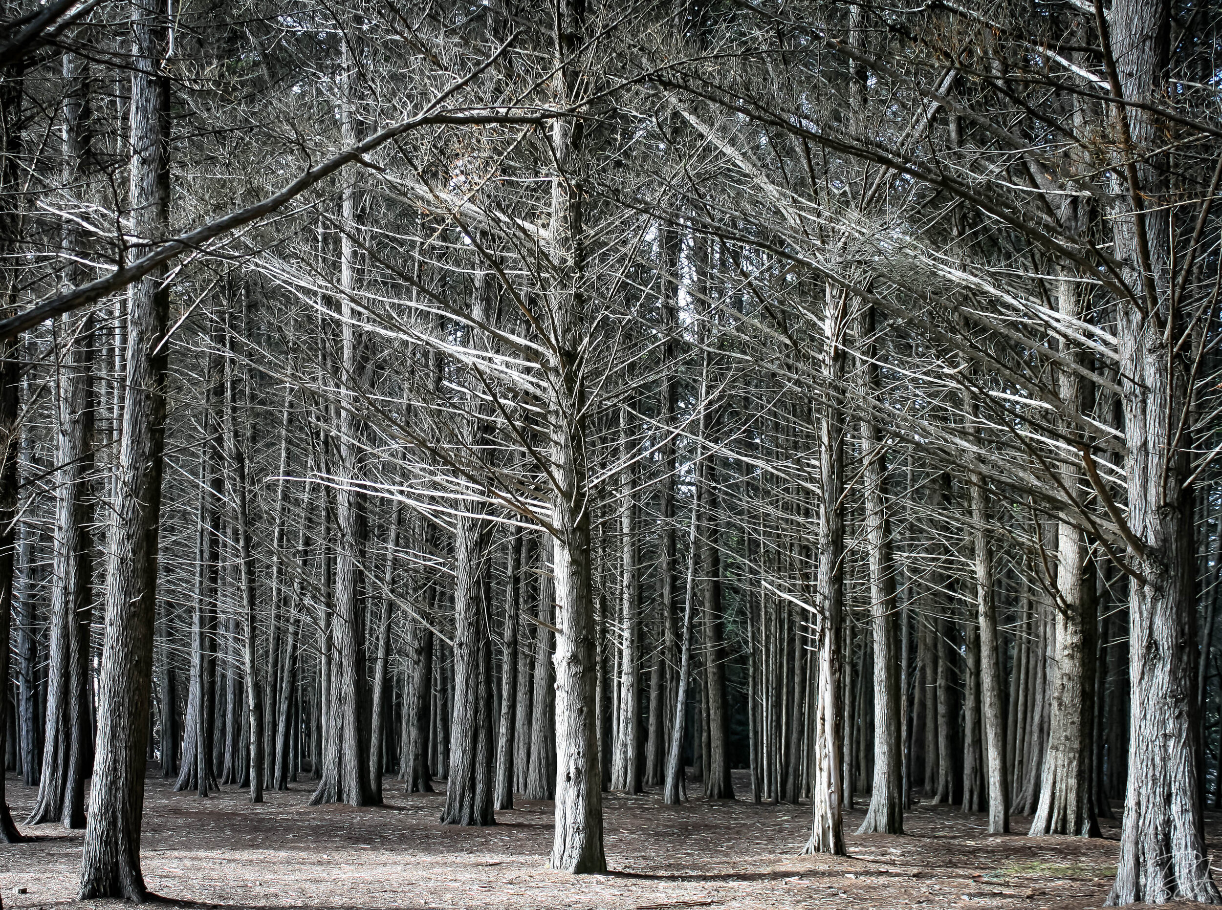 Monterey Cypress forest, Fitzgerald Marine Reserve, California.