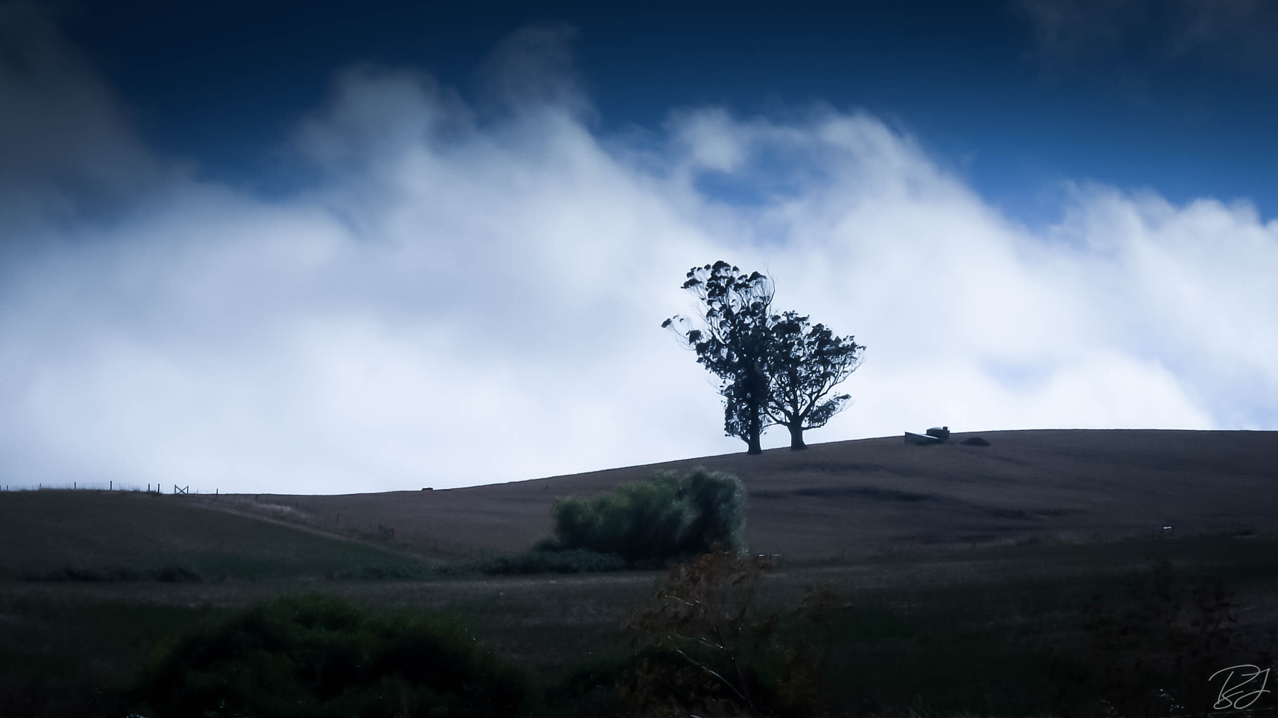 Lone trees in the clouds of Northern California.
