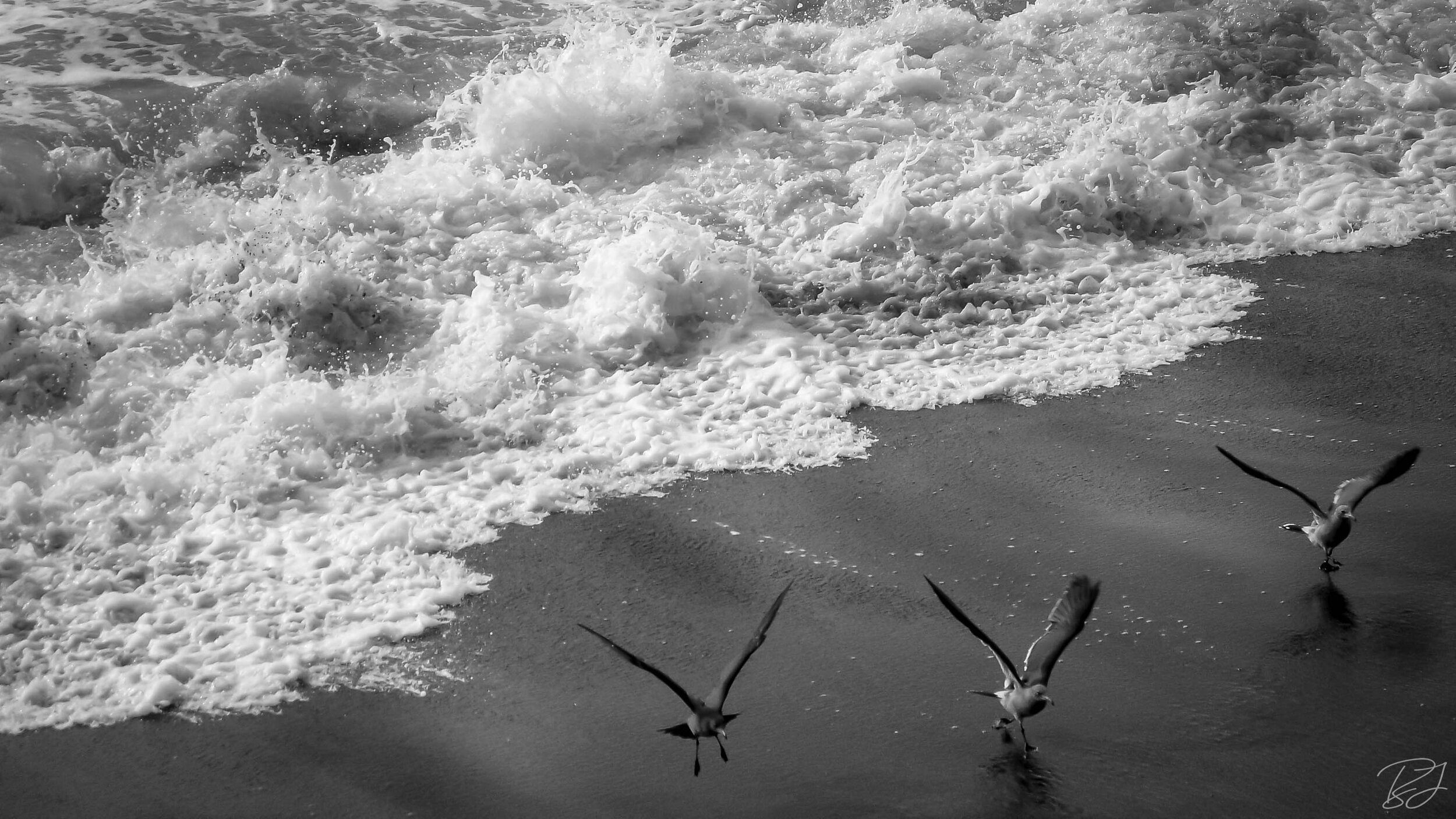 Sea birds escaping the waves on the California Coast.