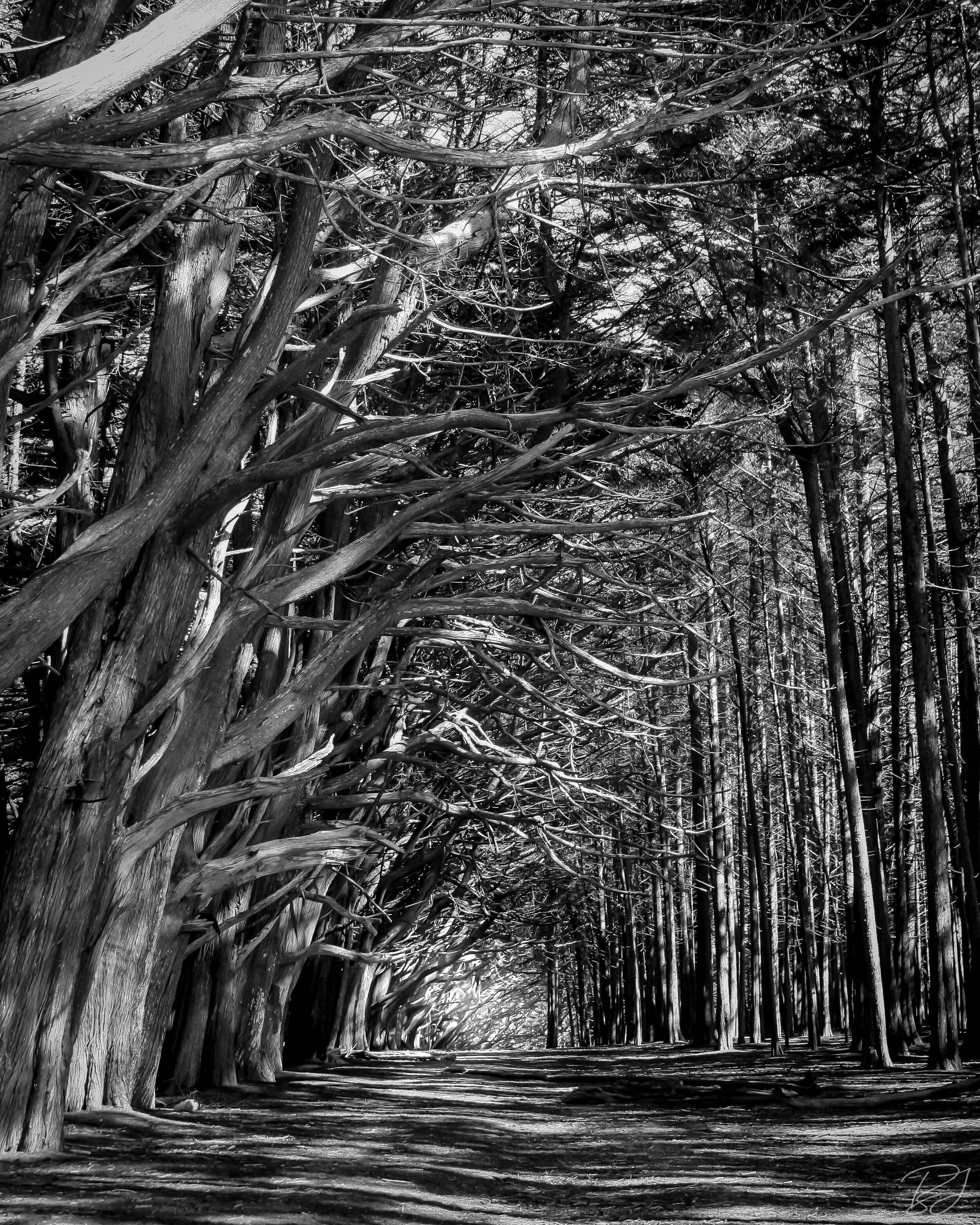 Monterey Cypress forest tunnel, Fitzgerald Marine Reserve, California.