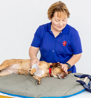 Arden Moore assisting a dog by putting a splint on her leg