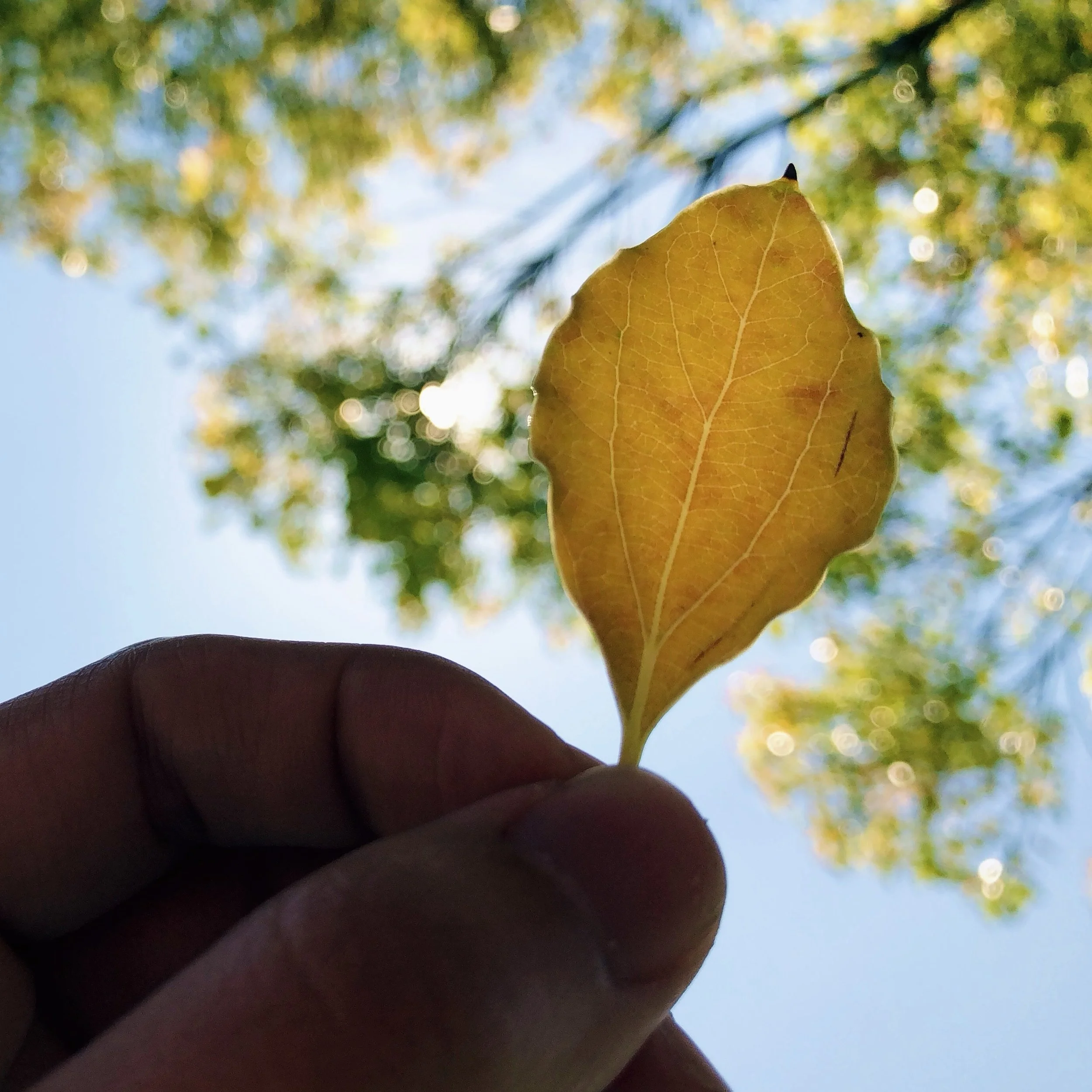 Close-up of a yellow autumn leaf held against a bright blue sky with trees and sunshine in the background.