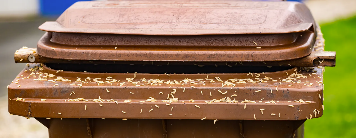 Maggots in Your Trash Bin? Here’s Exactly What to Do (And How to Prevent Them)