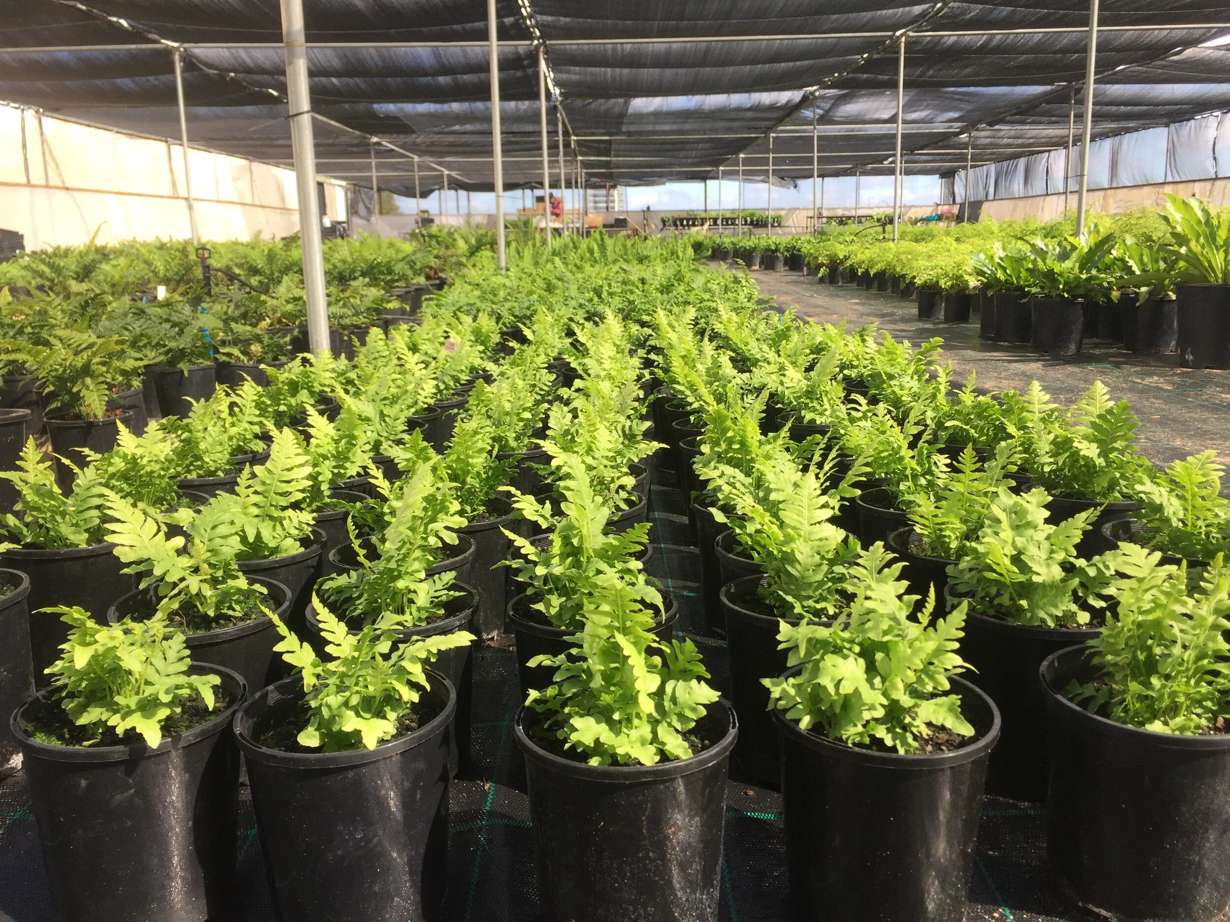 pots and plants.jpeg