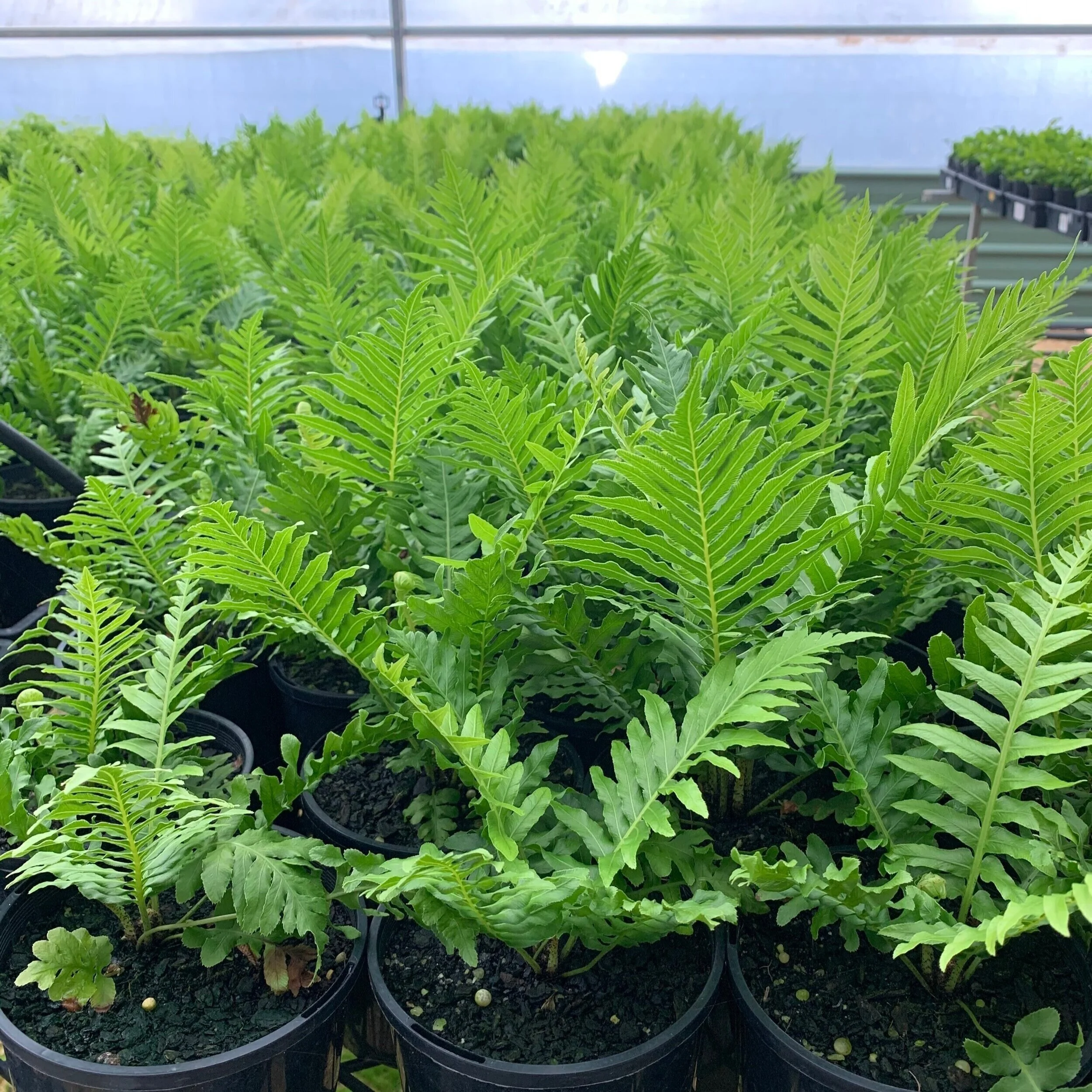 ferns%2B3.jpg