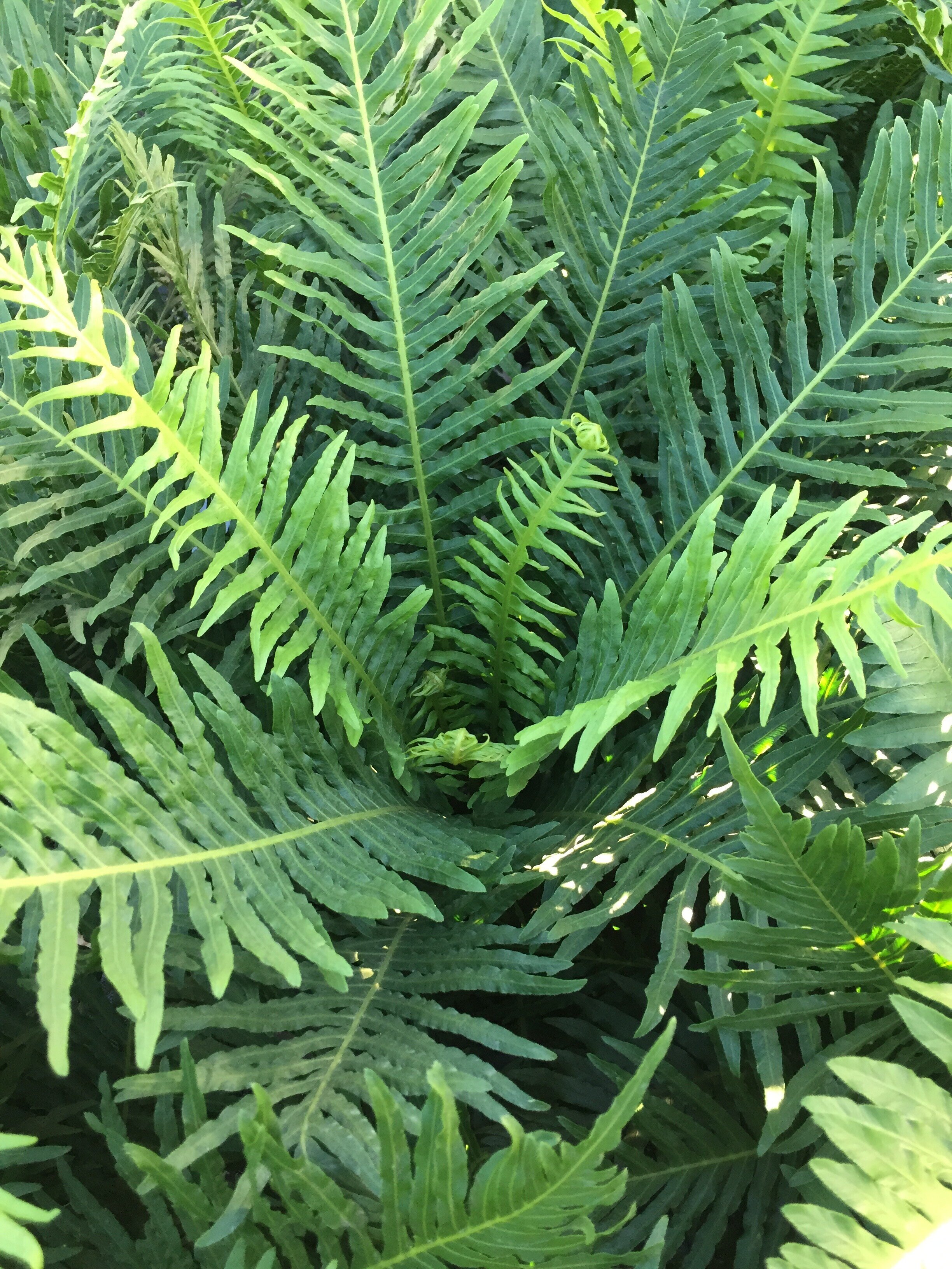 Silver Lady SR oct 2020.jpeg