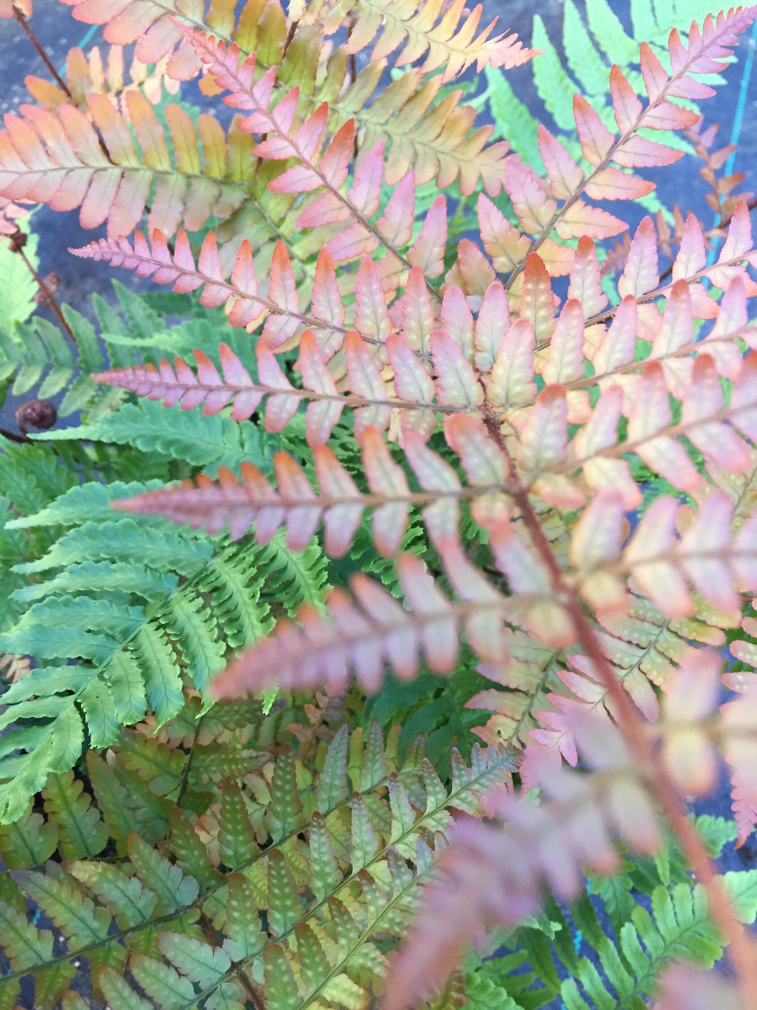 Autumn fern SR Oct 2020.jpeg