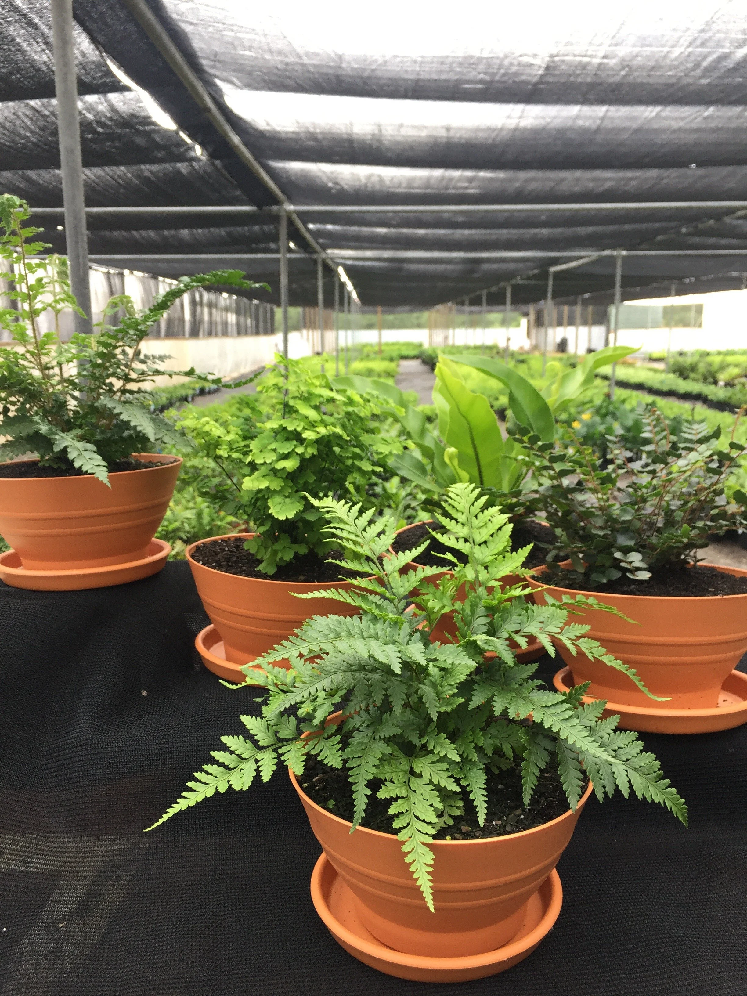 plants shade house SR Oct 2020.jpeg