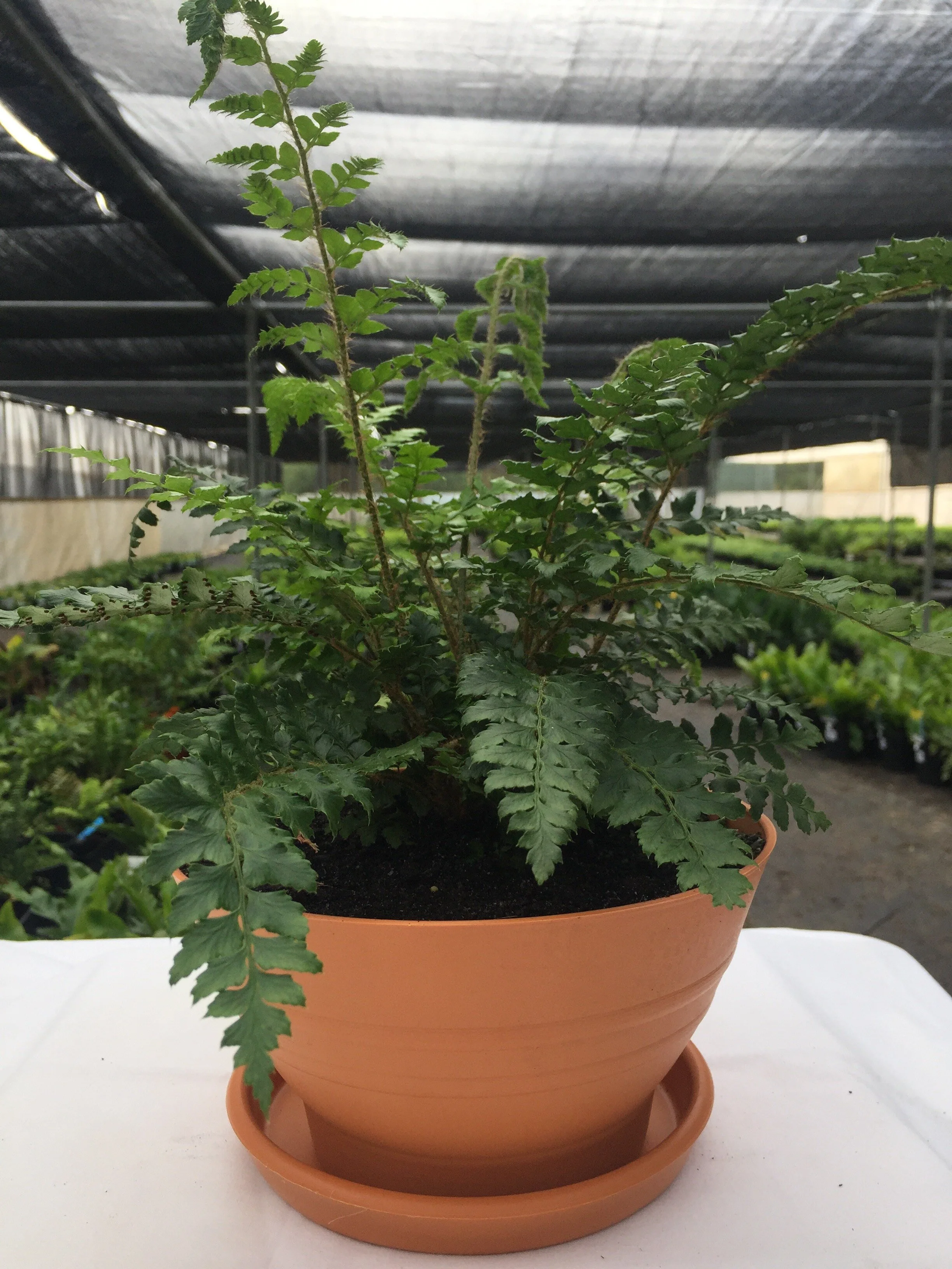 fern shadehouse oct 2020 SR.jpeg