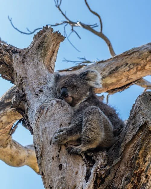 koala.jpeg