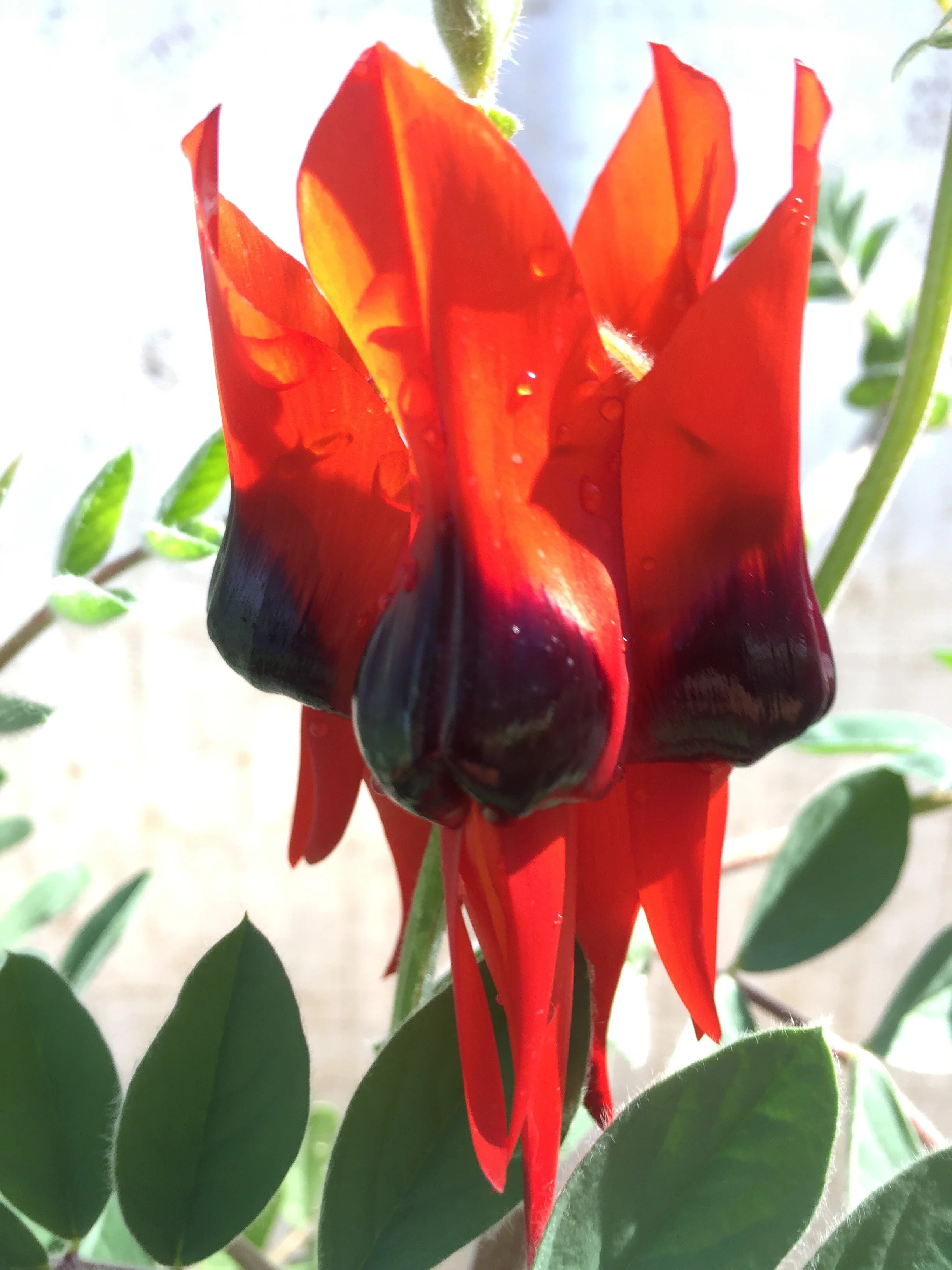 sturt desert pea.jpeg