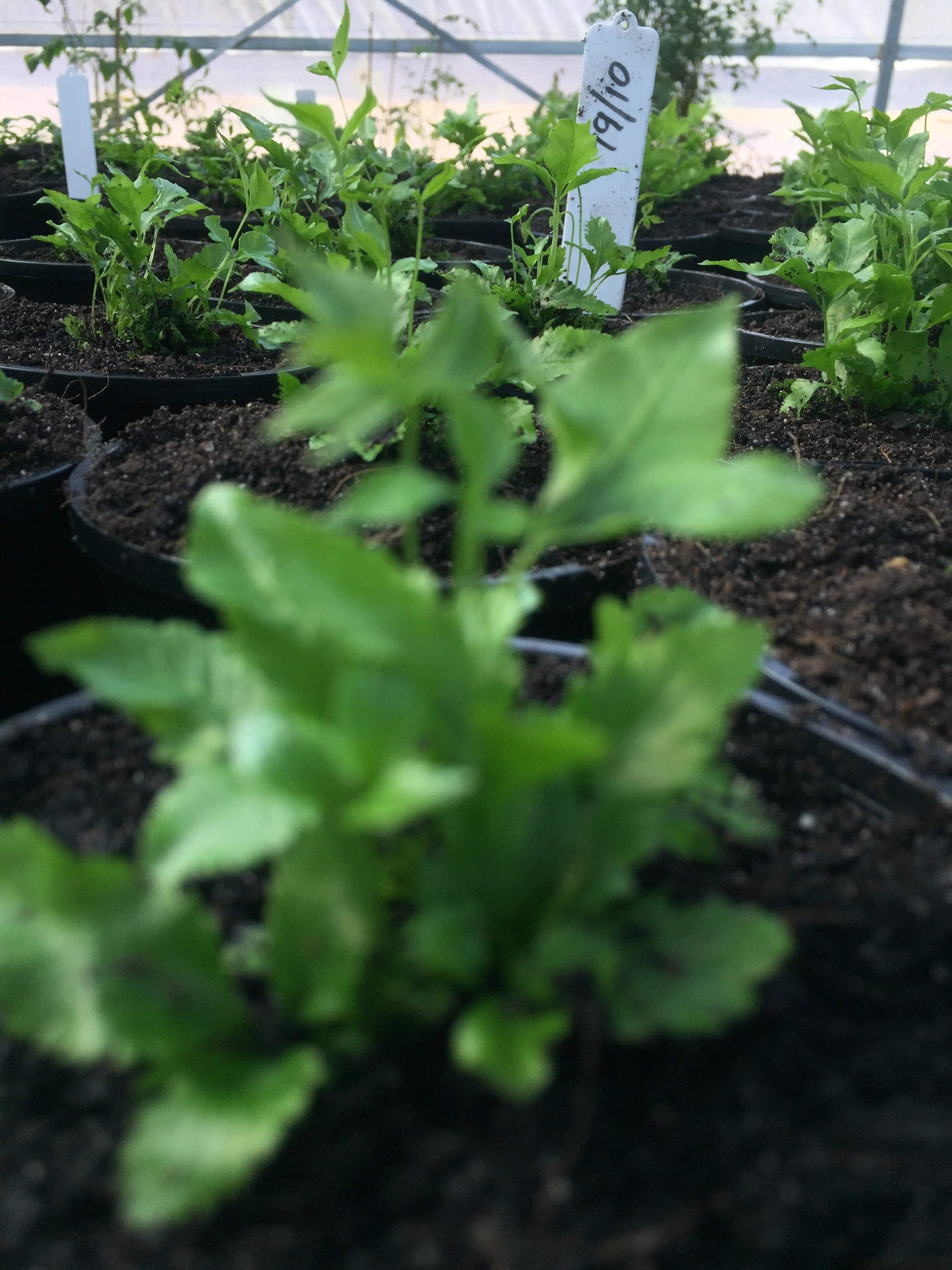 october 2020 SR.jpeg