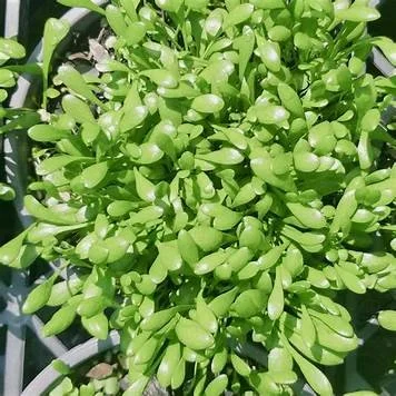 Selliera Radicans.jpg