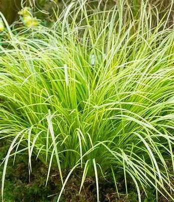 golden variegated sweet flag.jpg
