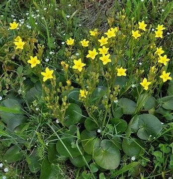 running marshflower.jpg