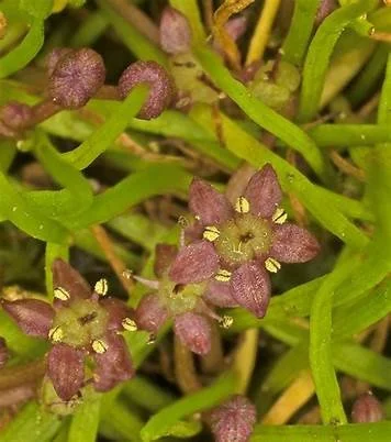 lilaepsis polyantha.jpg