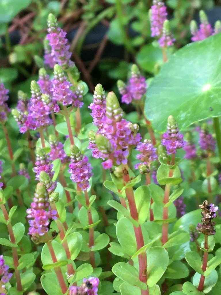 rotala rotundifolia.jpg