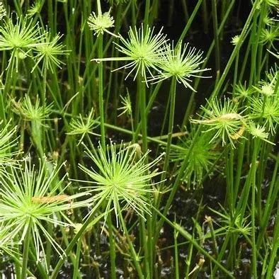 Cyperus profiler Dwarf Papyrus.jpg