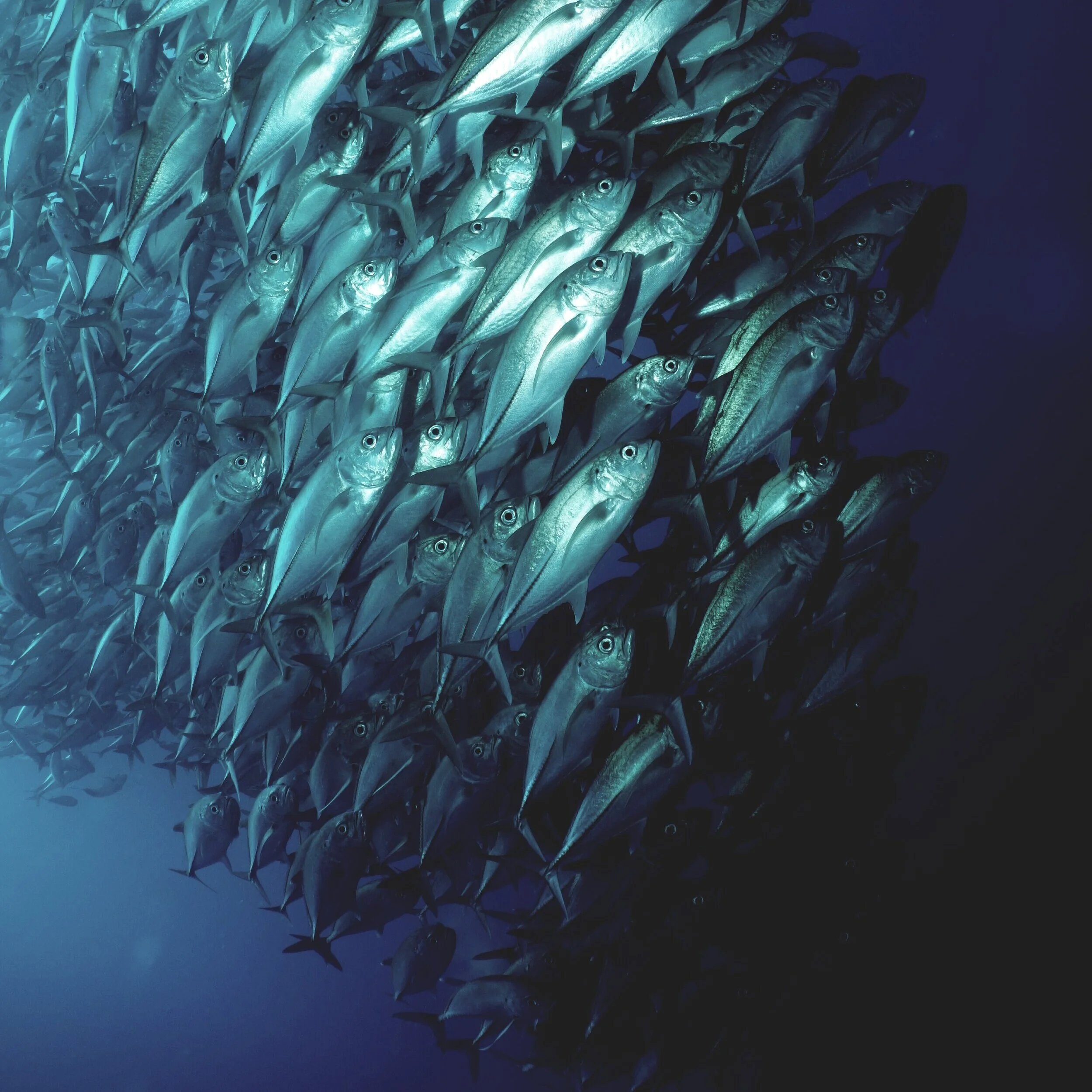 Coalition for Aquatic Conservation