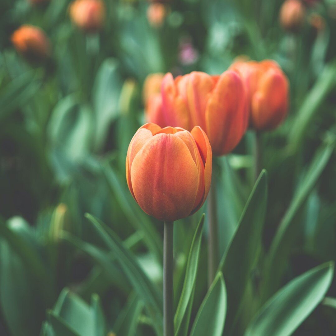 Tulips, daffodils, hyacinth, iris, and gladiolus, these beauties are the perfect backdrop to your spring garden.🌷Now is a great time to plant these bulbs so that they bloom in time for spring!⠀⠀⠀⠀⠀⠀⠀⠀⠀
⠀⠀⠀⠀⠀⠀⠀⠀⠀
📸 by Leigh Kendell on Unsplash