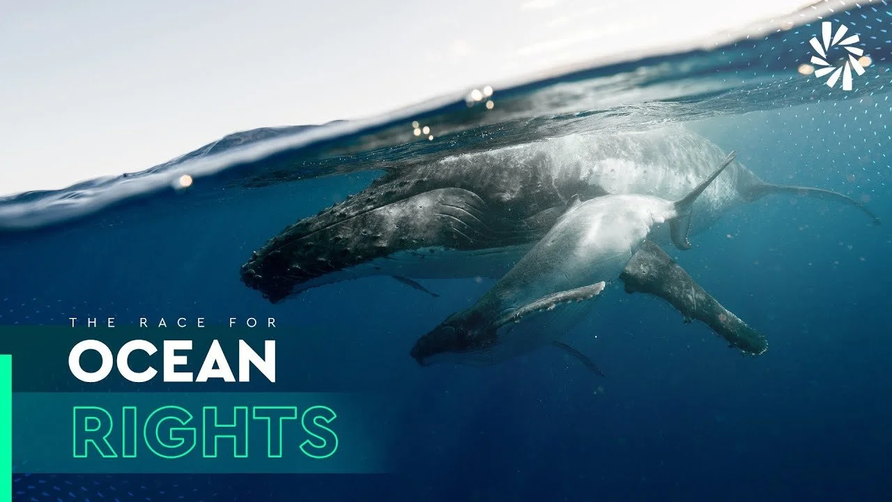 The race for a Universal Declaration of Ocean Rights.jpeg