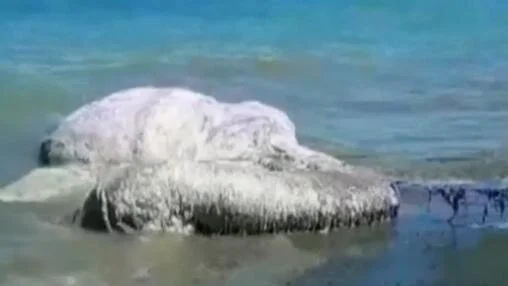 It Came From the Fog.jpeg