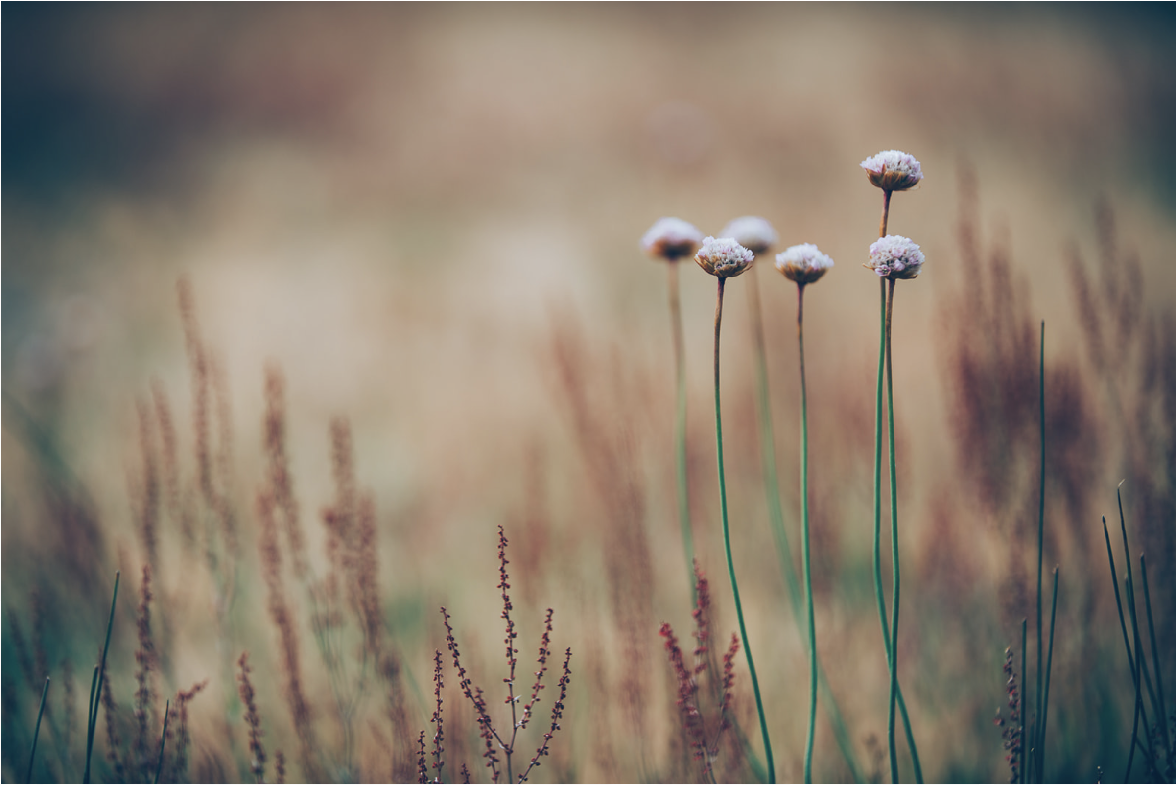 Sea Thrift.png