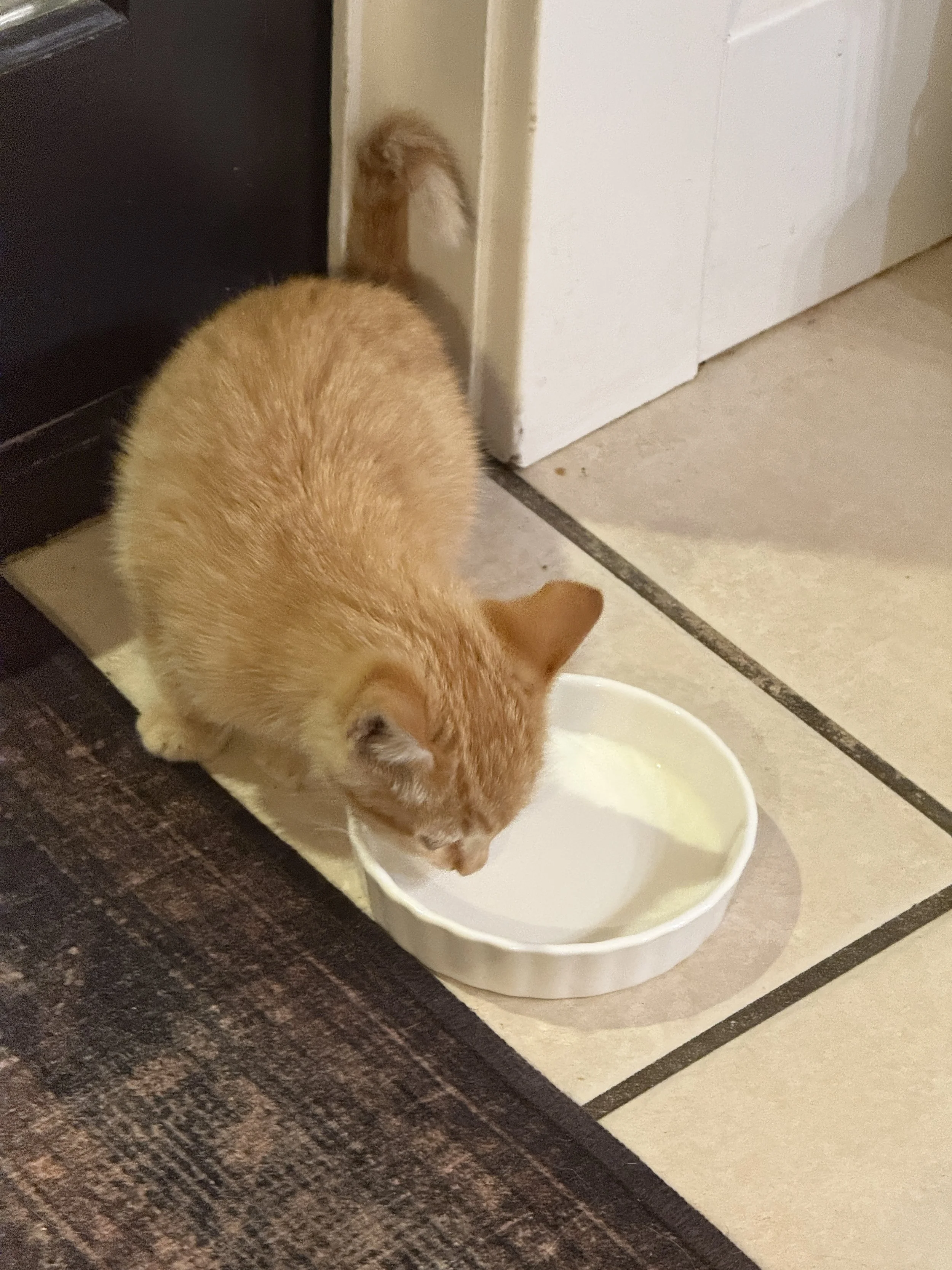 The Night She Came Home