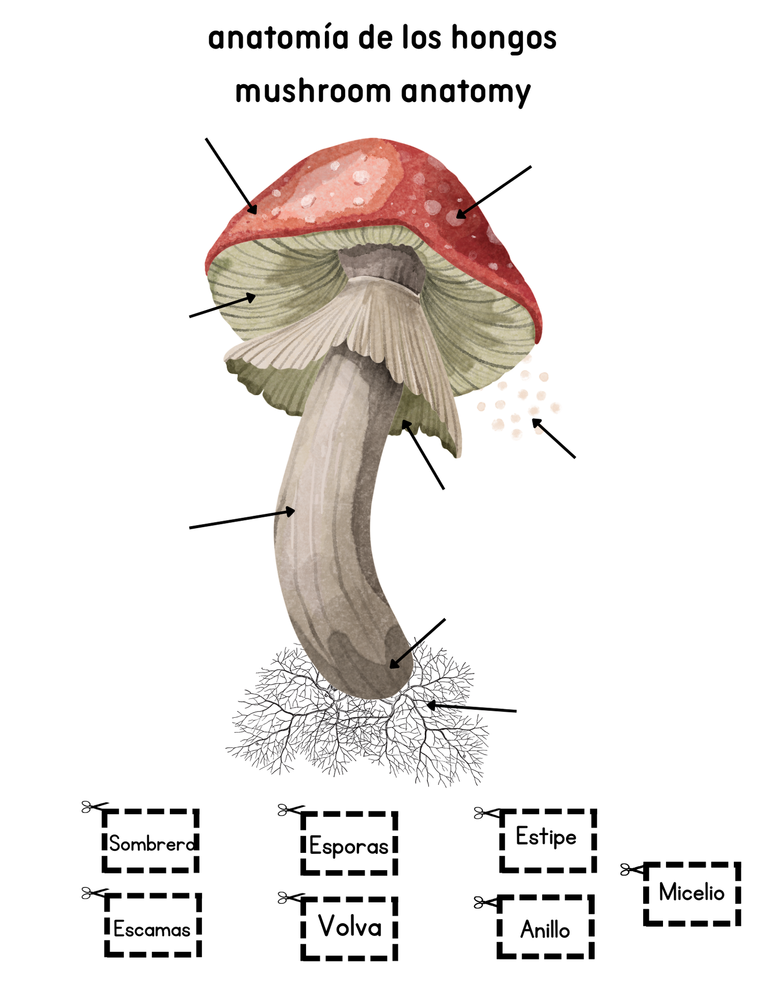 Mushroom Labelling Mushroom Diagram Labeled