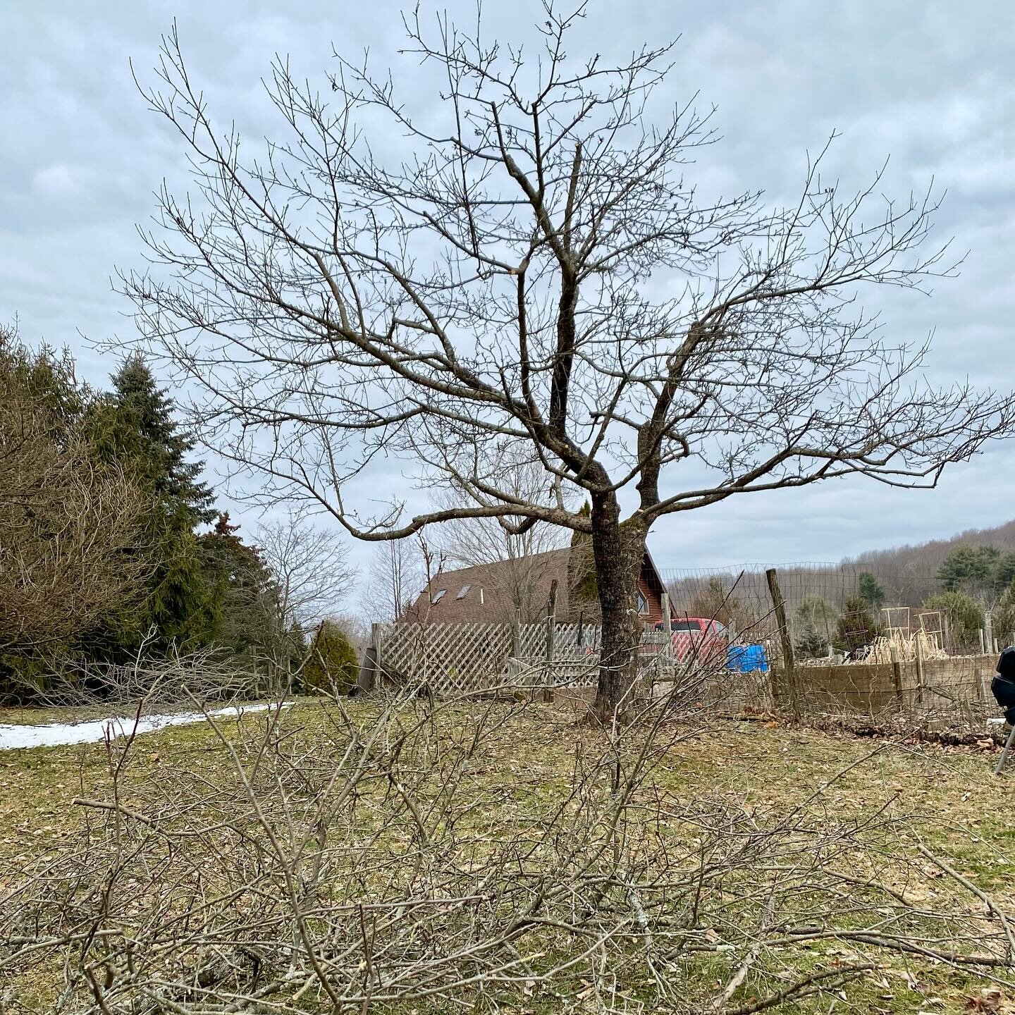 We had an arborist come trim our two apple trees. Hopefully we&rsquo;ll be blessed with some fruit in 7-8 months! We want to turn all the cut off branches into mulch for the property.
.
.
.
#newadventures #newadventure #tryingsomethingnew #homesteadi