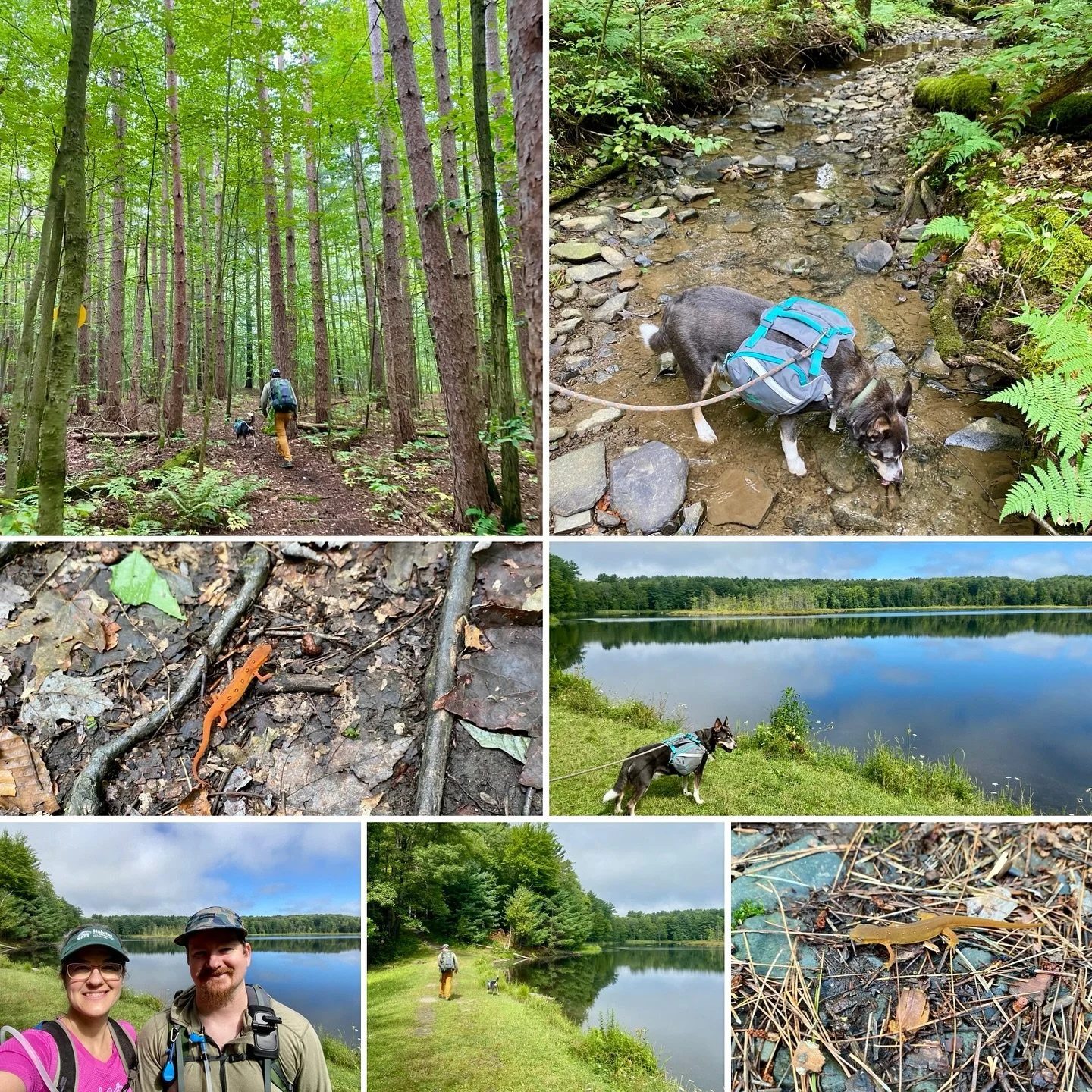 Such a good way to start a day! We got in just under 4 miles. The weather was perfect and I spotted 229 new little friends! Most of the salamanders were bright orange with a few darker brown or yellow. Such a neat east coast hiking phenomenon! 

#nat